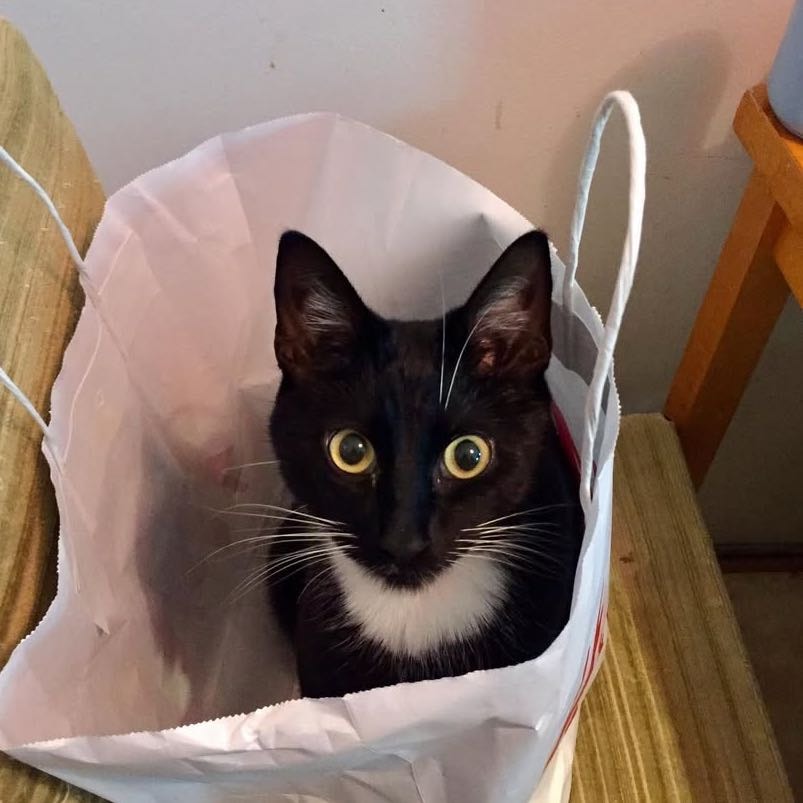 Gigi Hipsu Petteri (Hipsu)