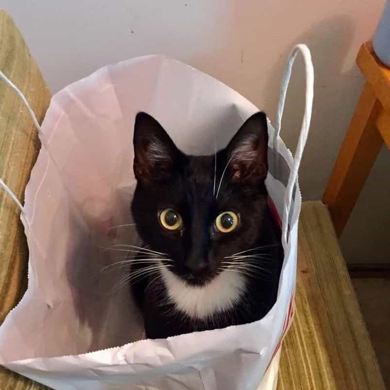 Gigi Hipsu Petteri (Hipsu)