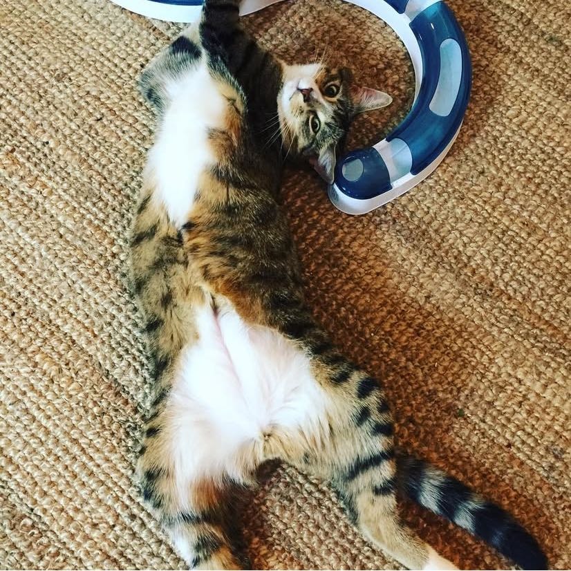 Chi Hemppa Kalevi (Hemppa)