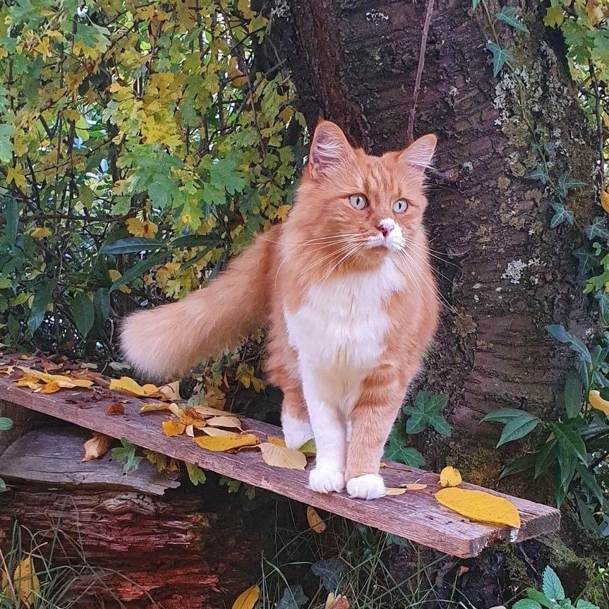 Simba