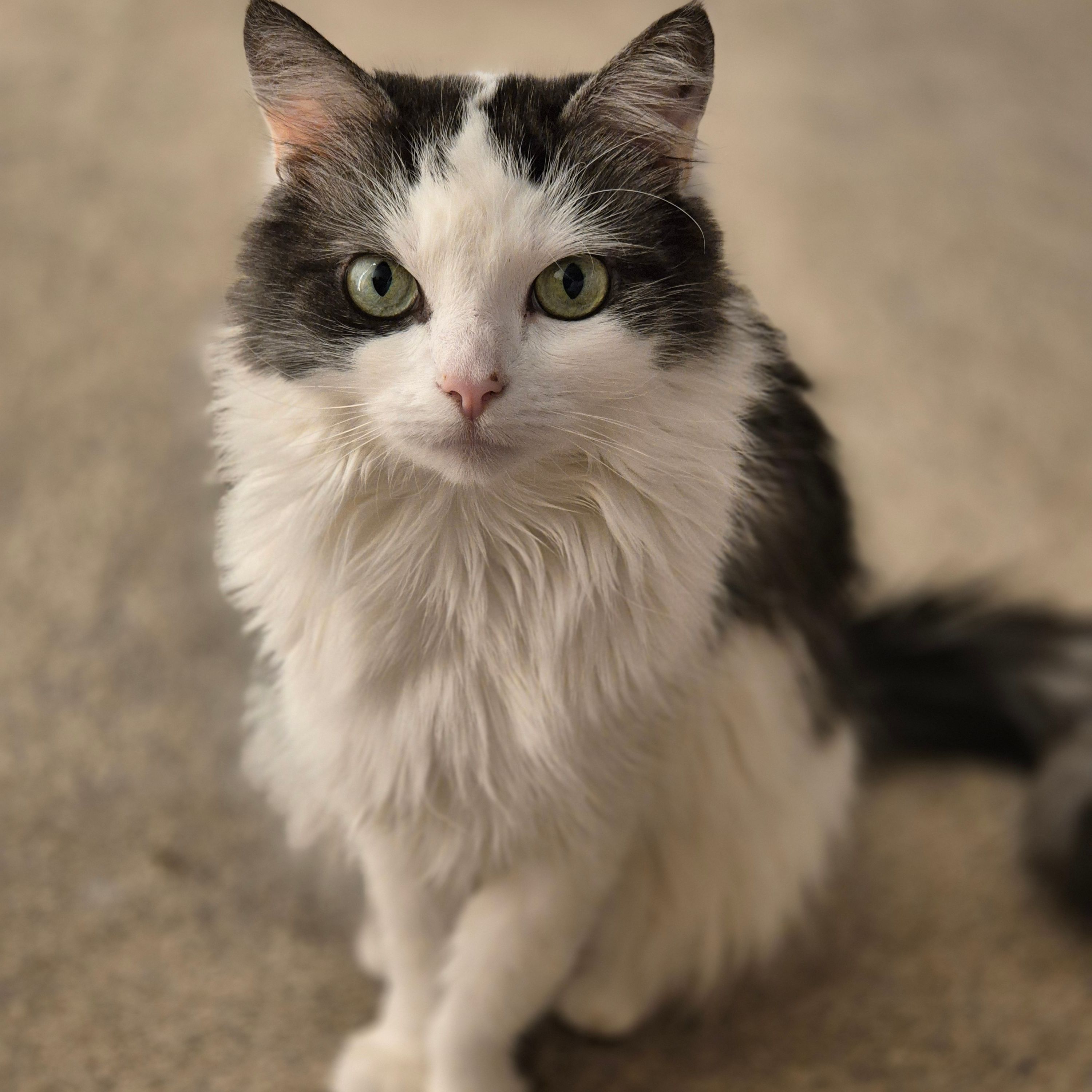 Rosie