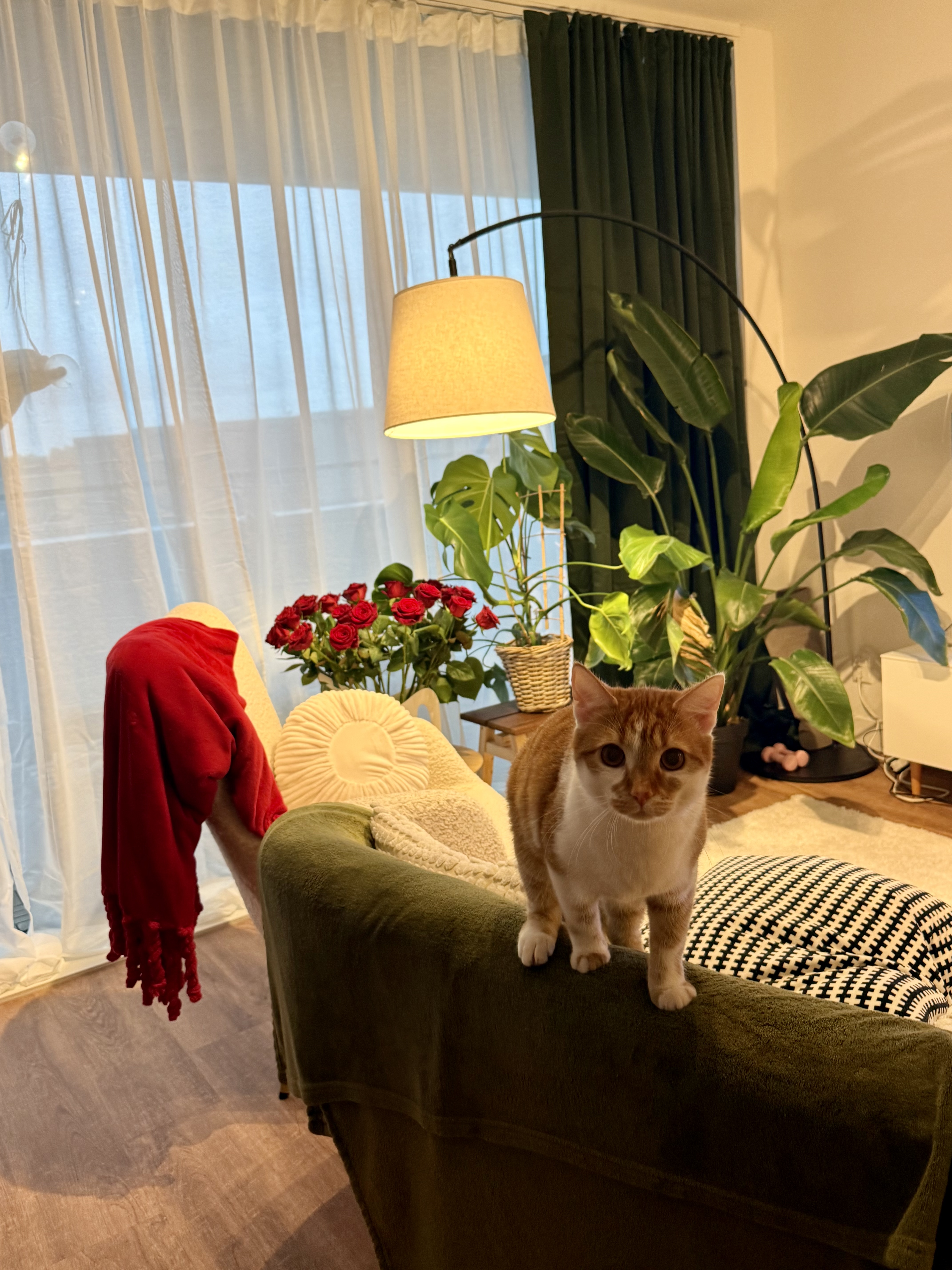 image-10