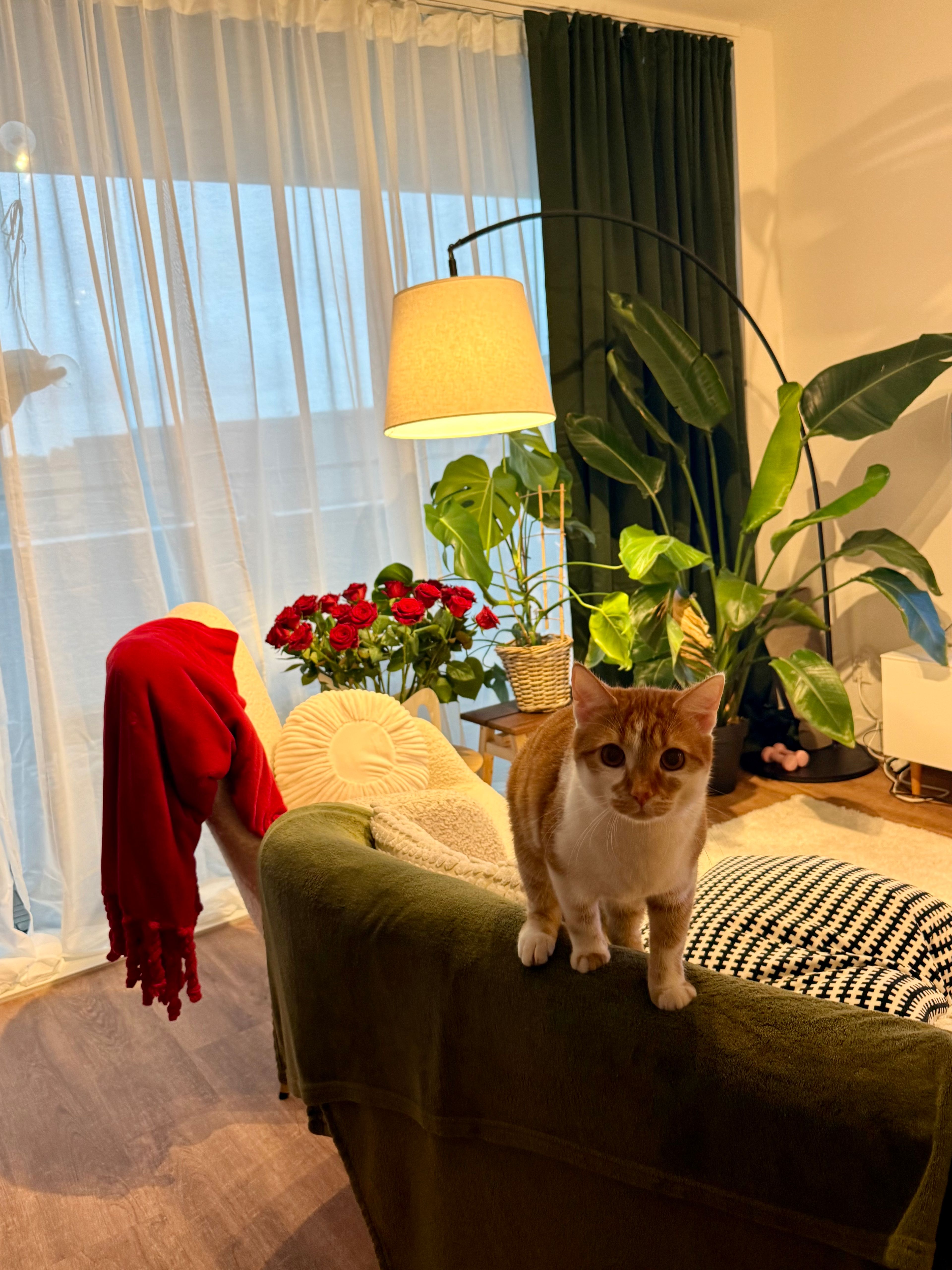 image-10