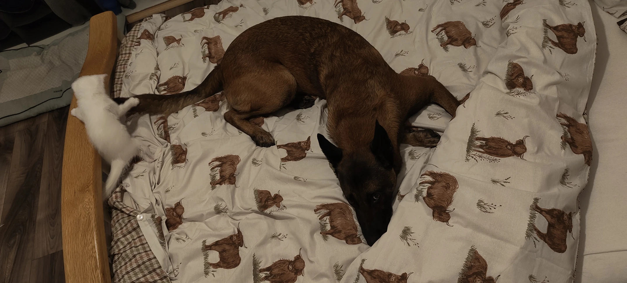 image-5