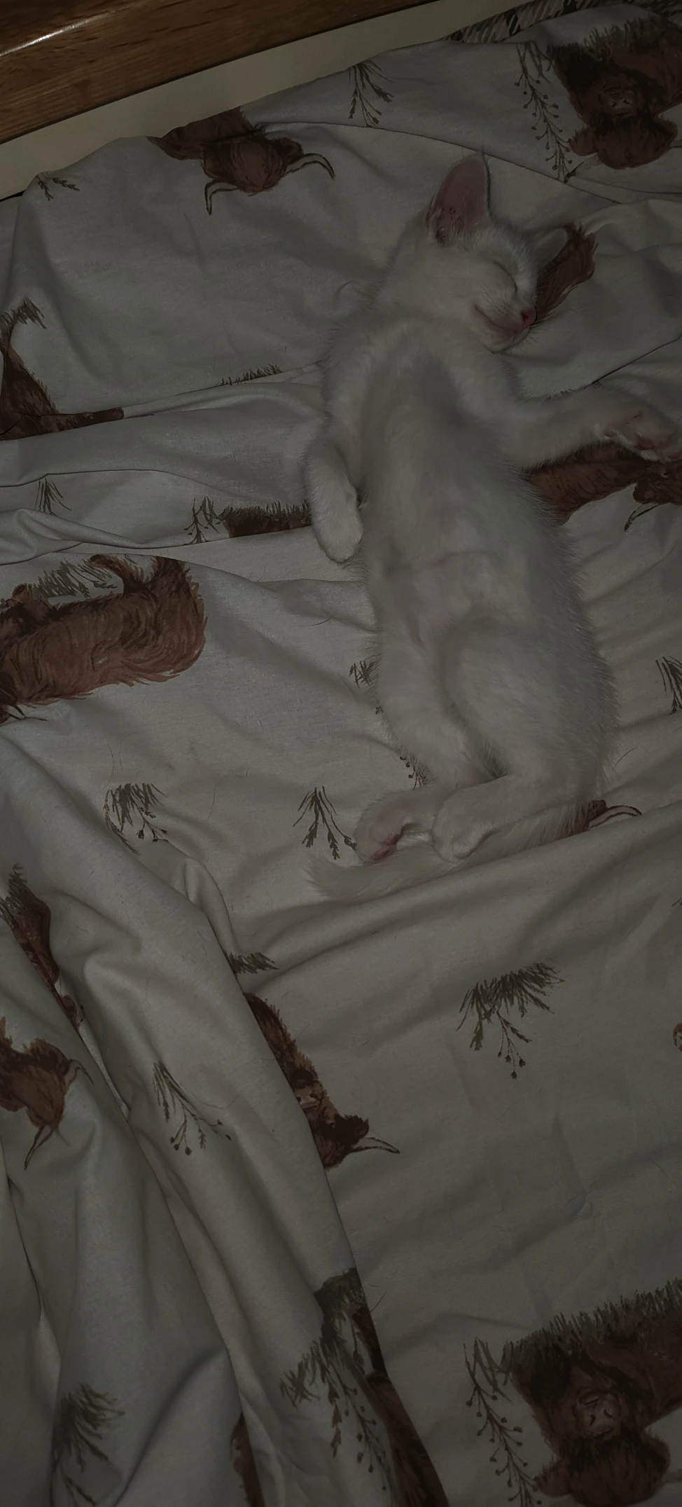image-6