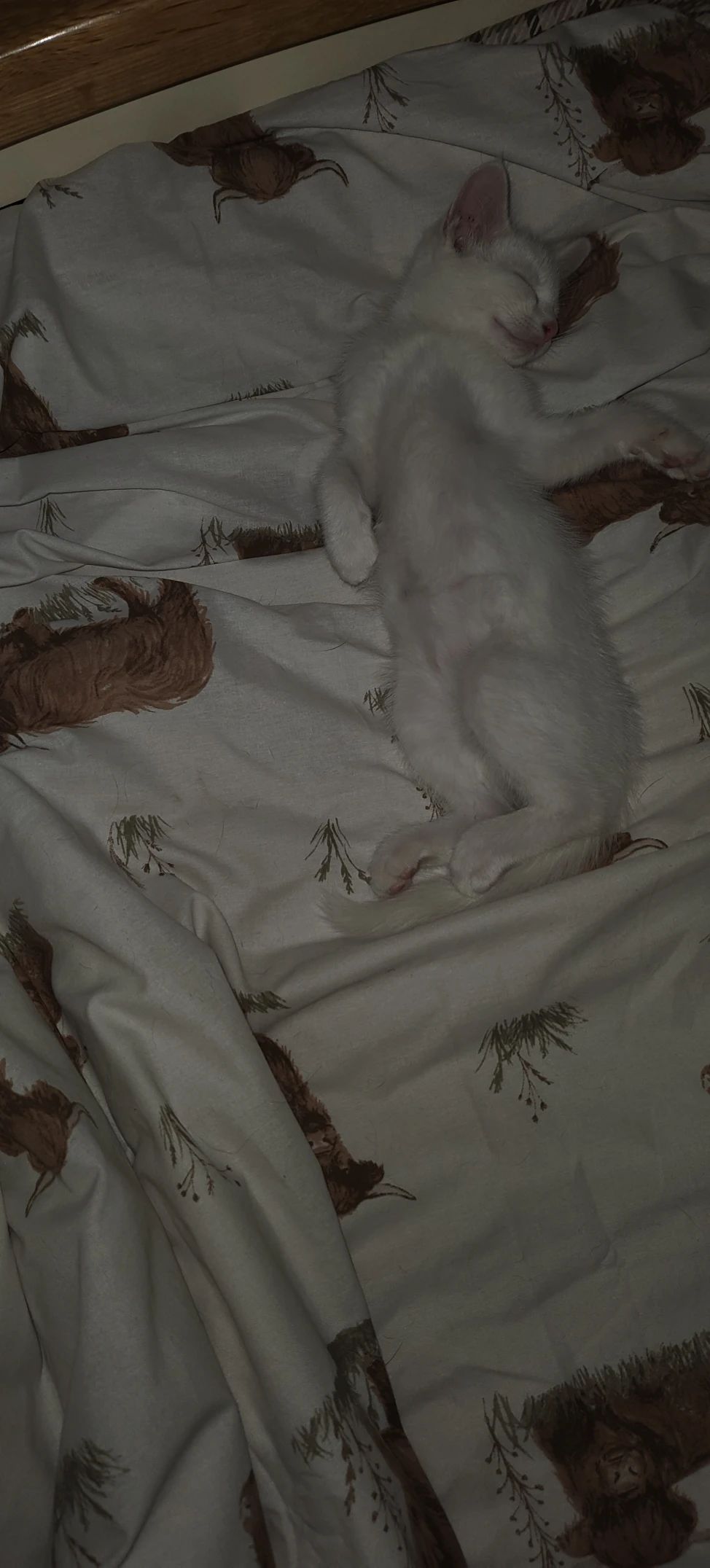 image-6