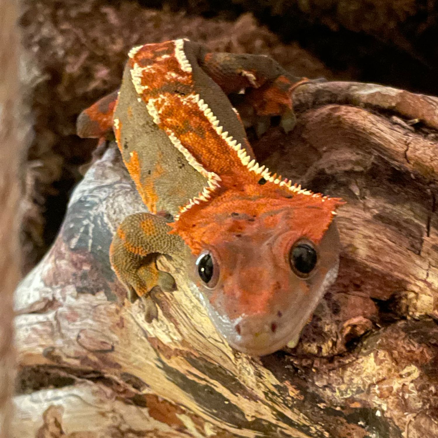 Velma Minorea Tahmatassu