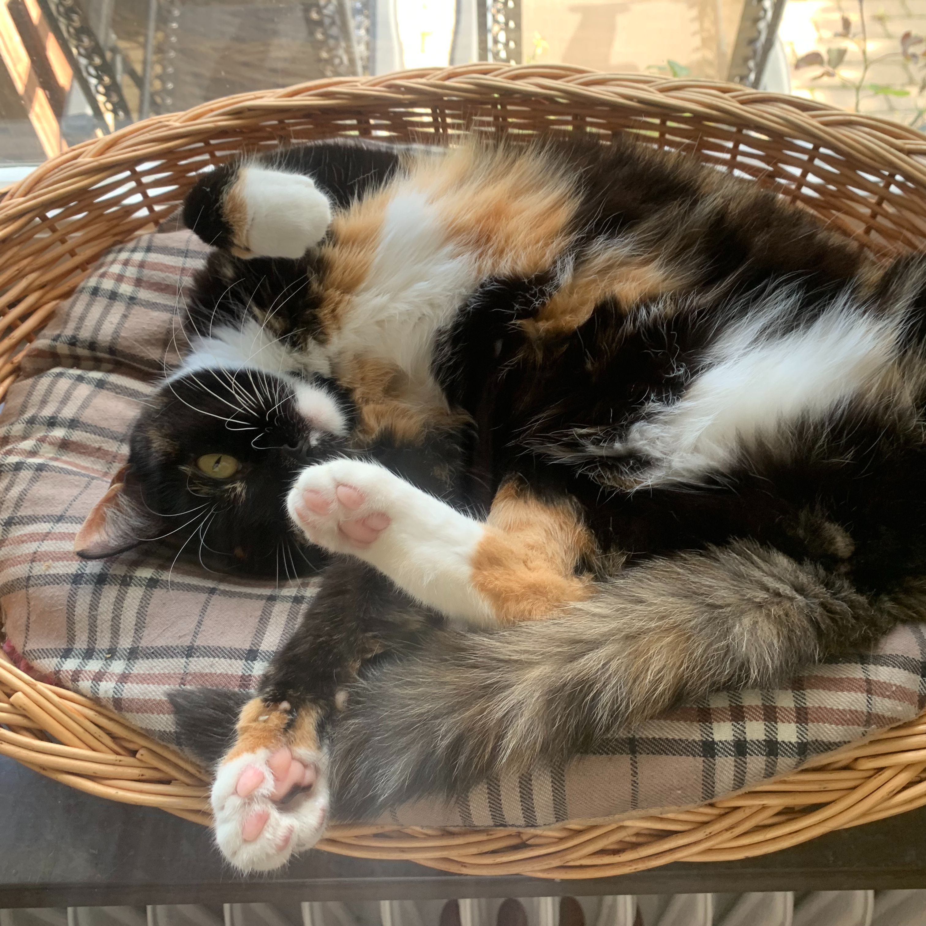Timon