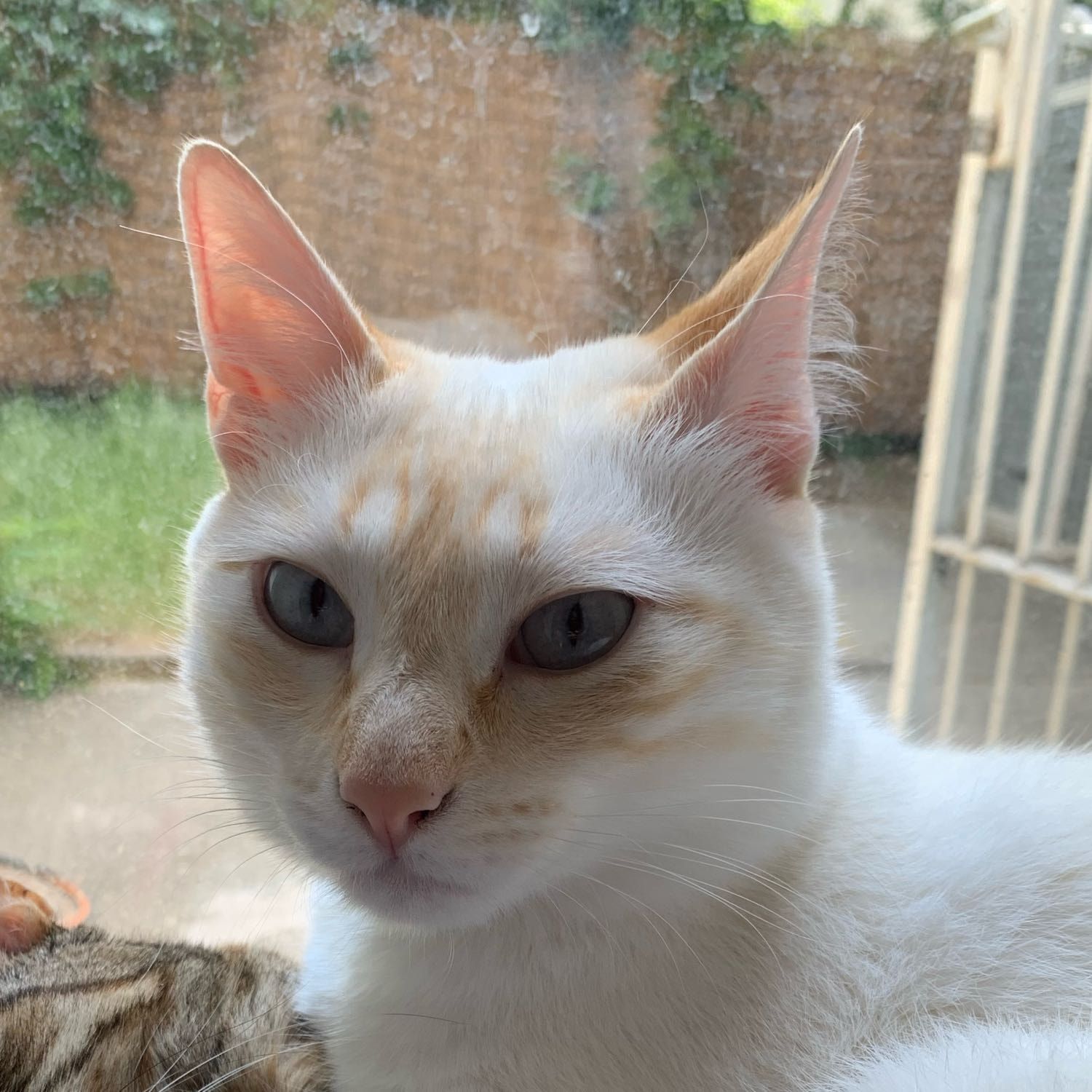 Loki