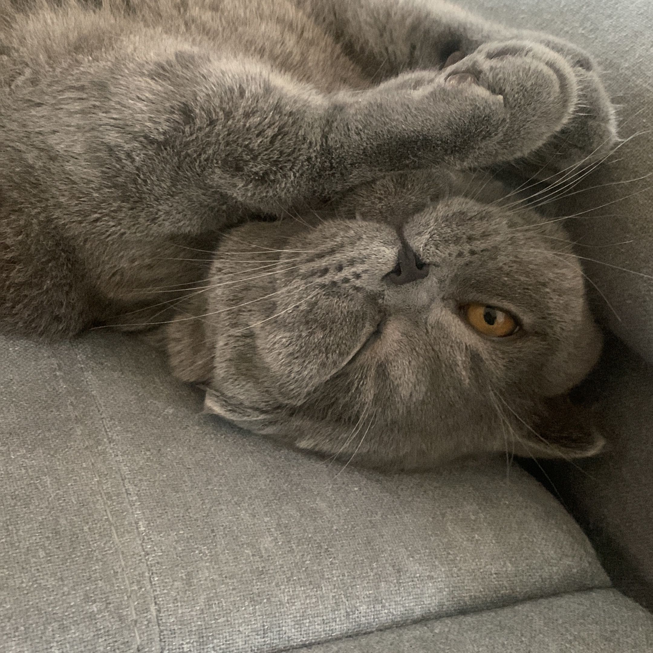 Tito