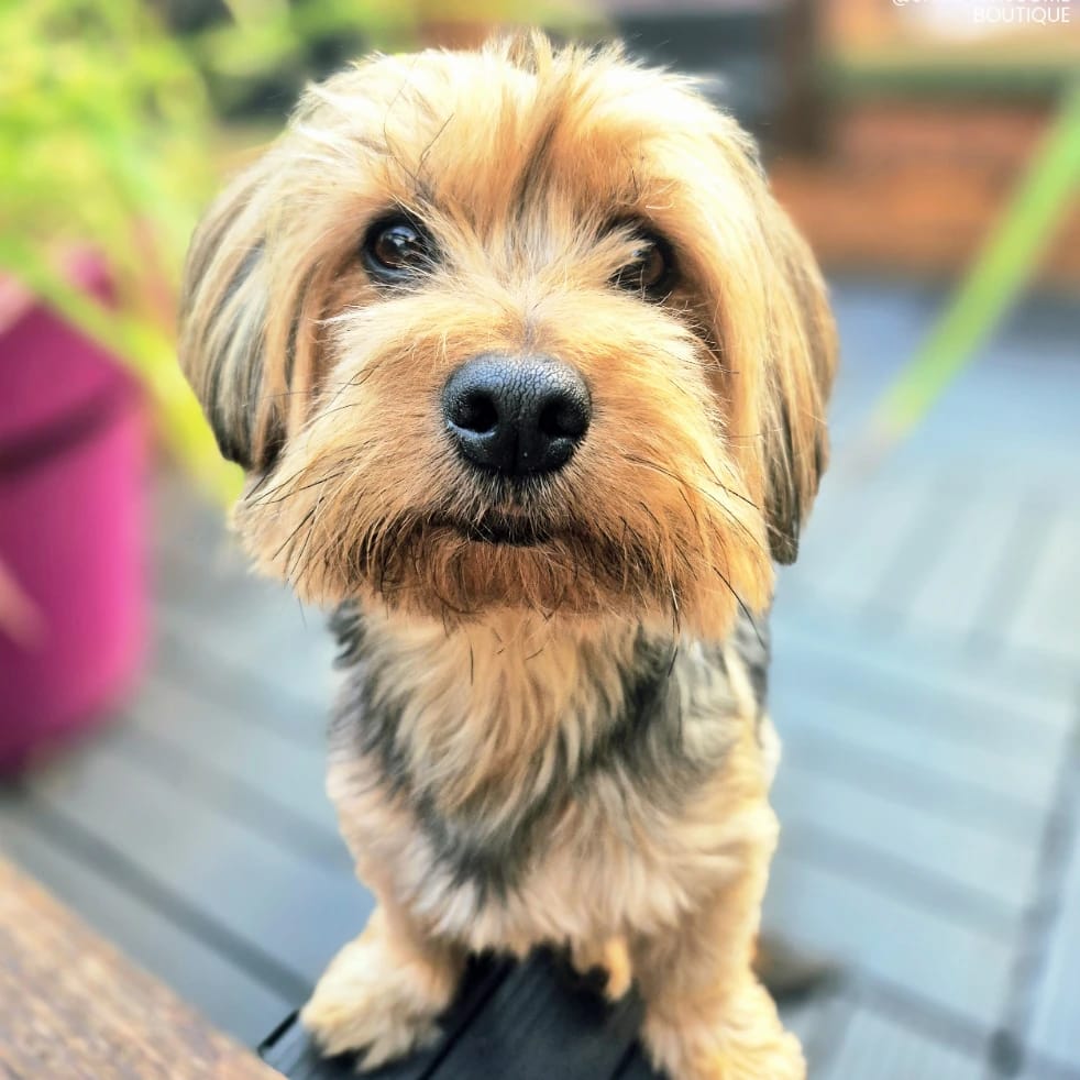 Lenny