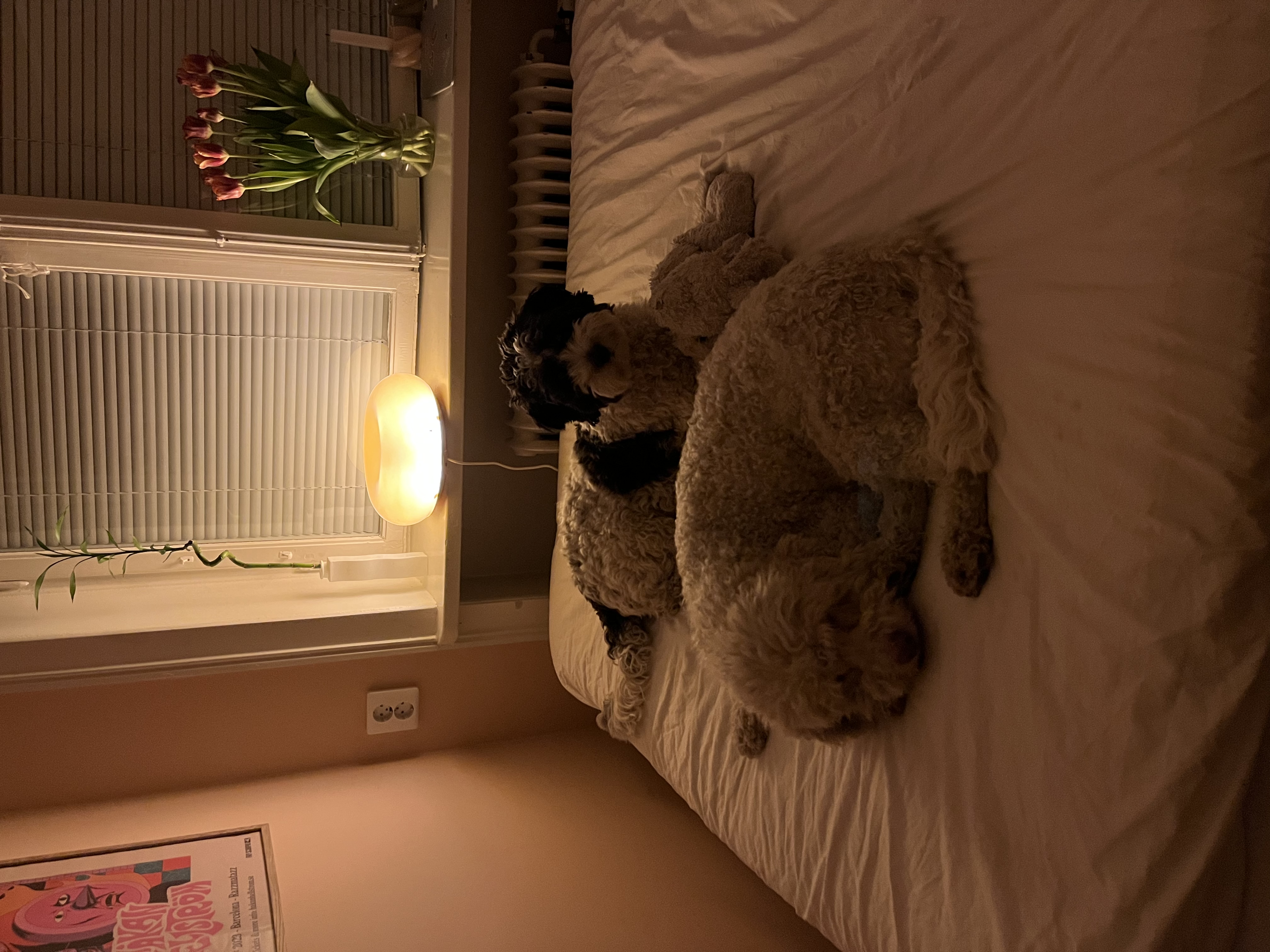 image-13