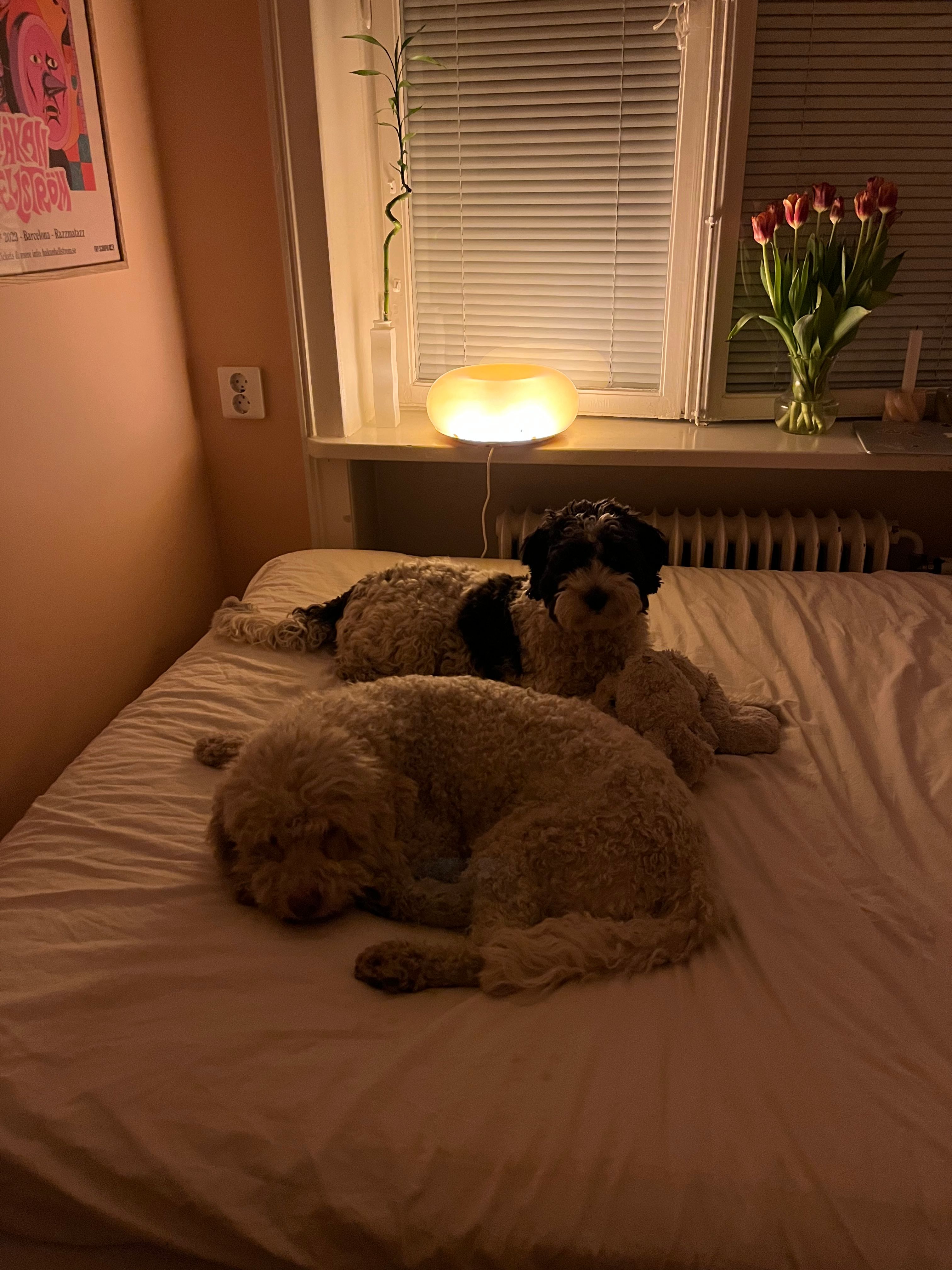 image-13