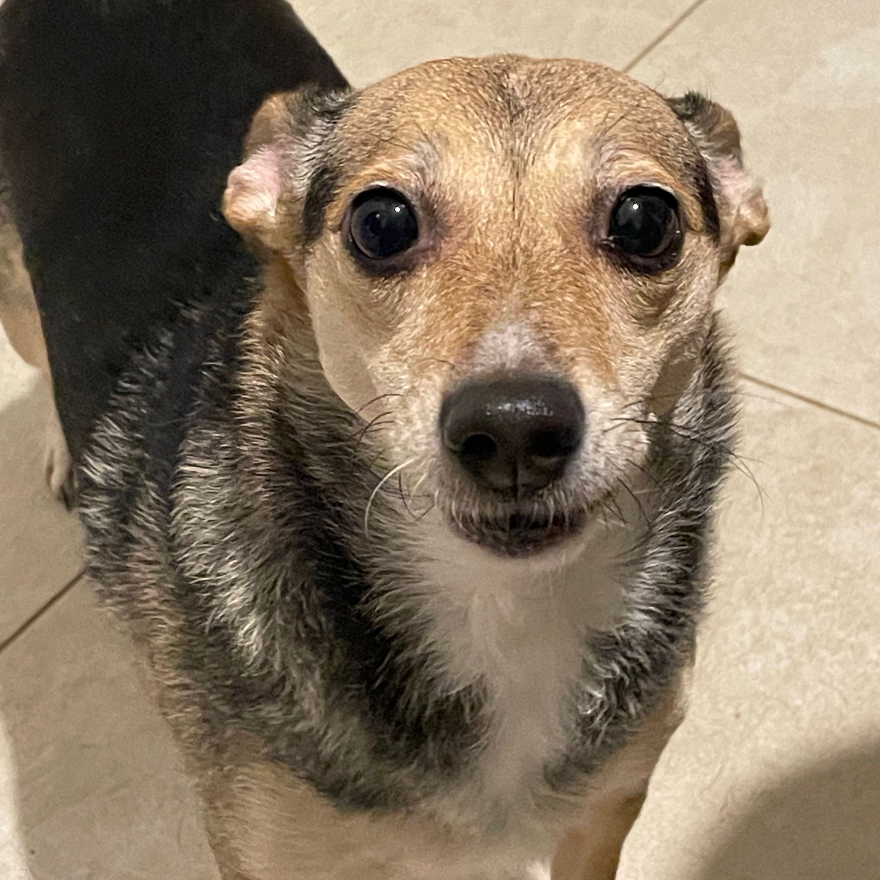 Laika