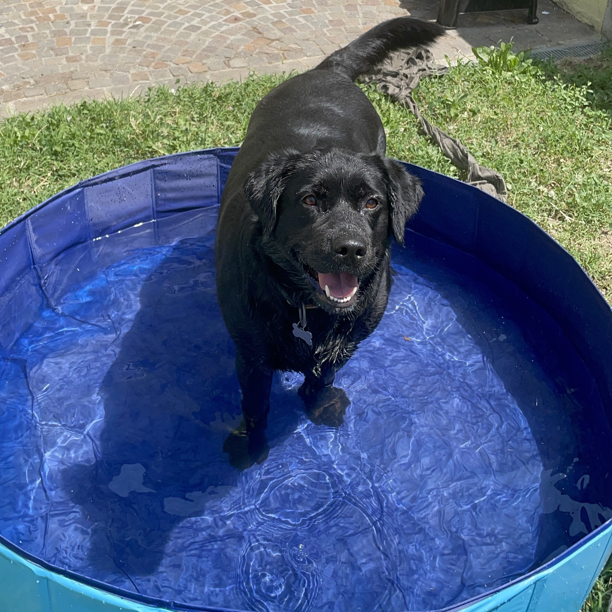 Nala