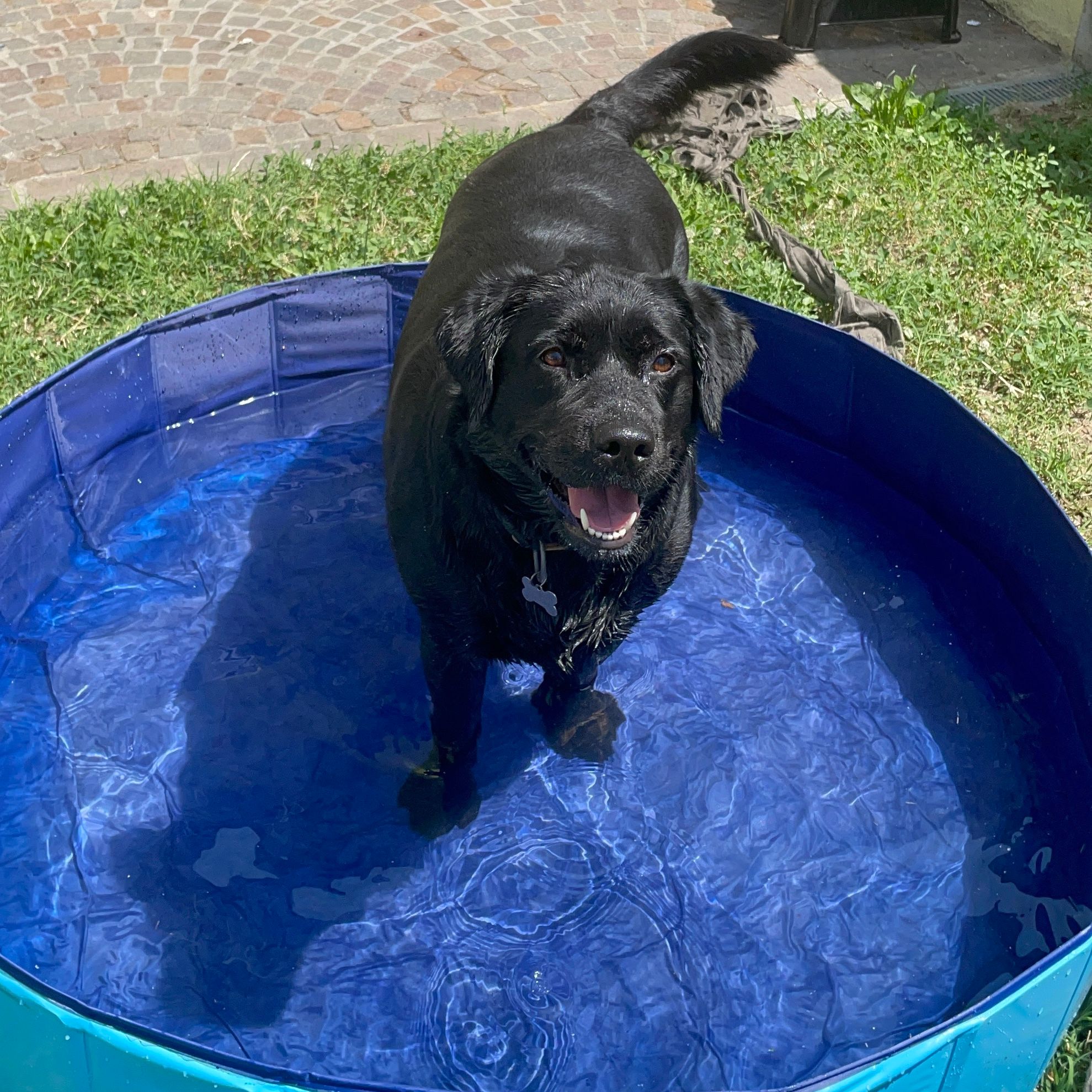 Nala