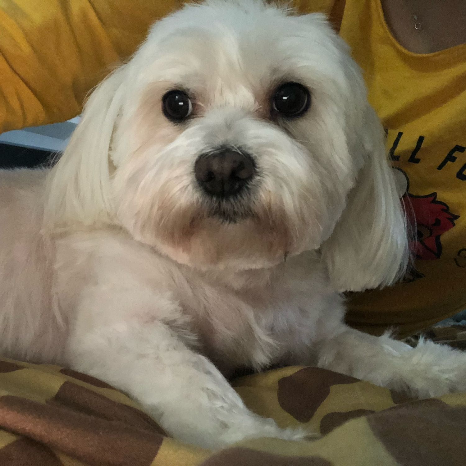 Lola