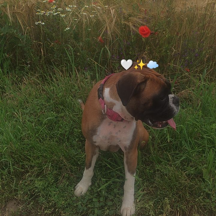 Taima
