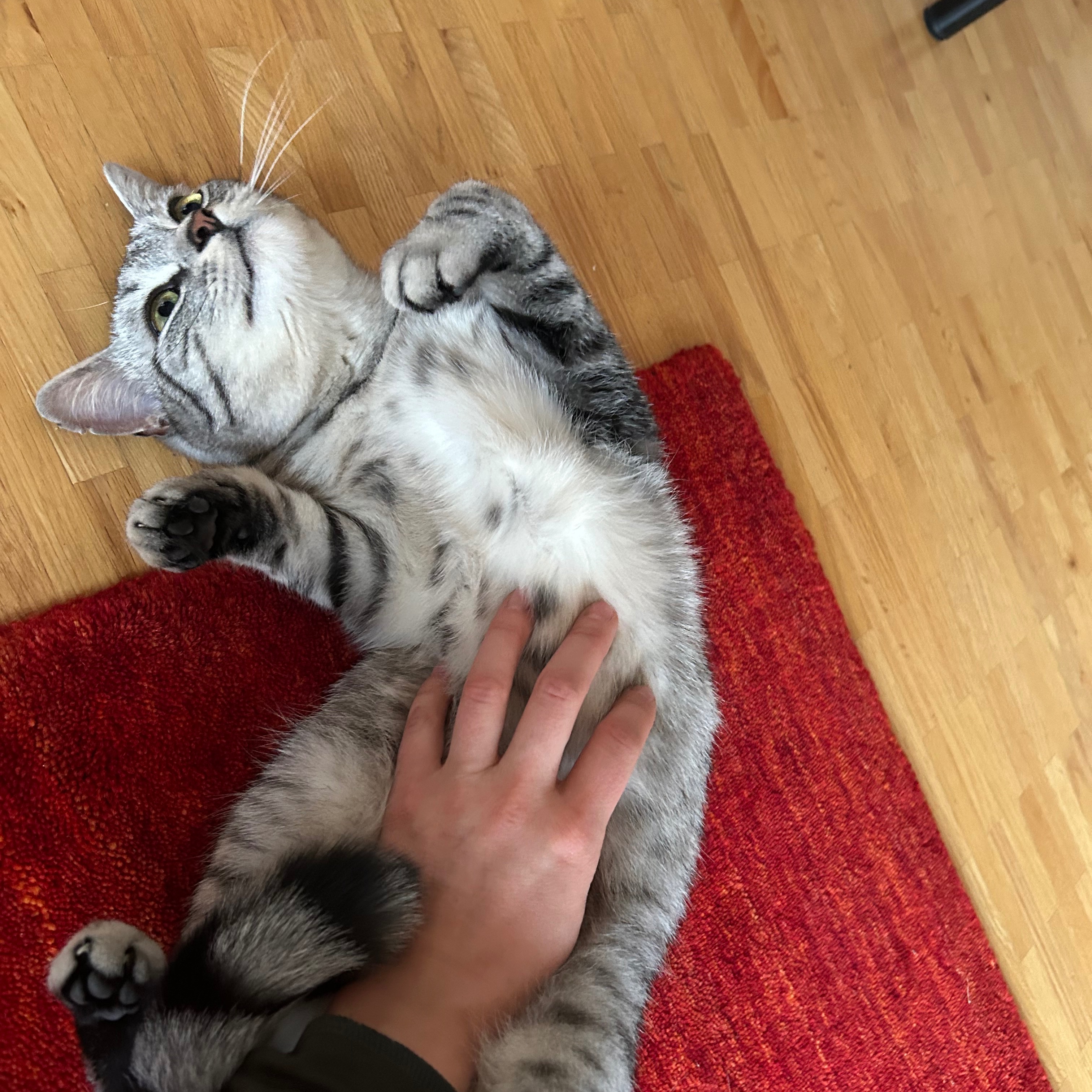 Emmi