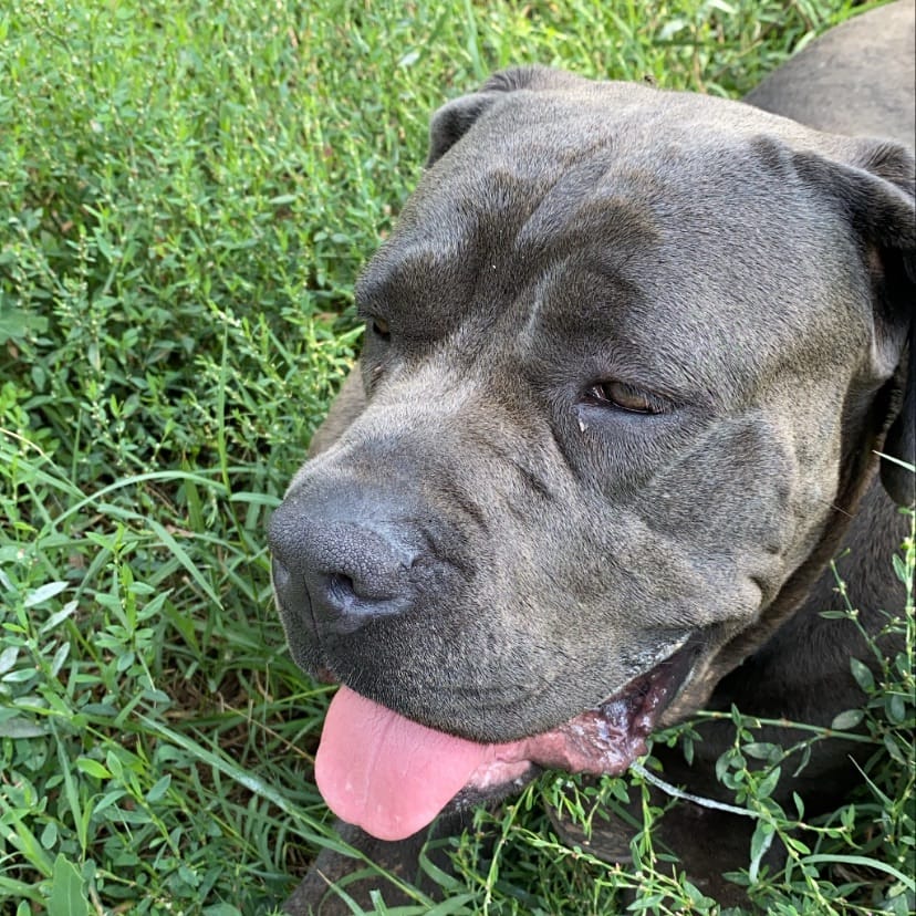 Hera