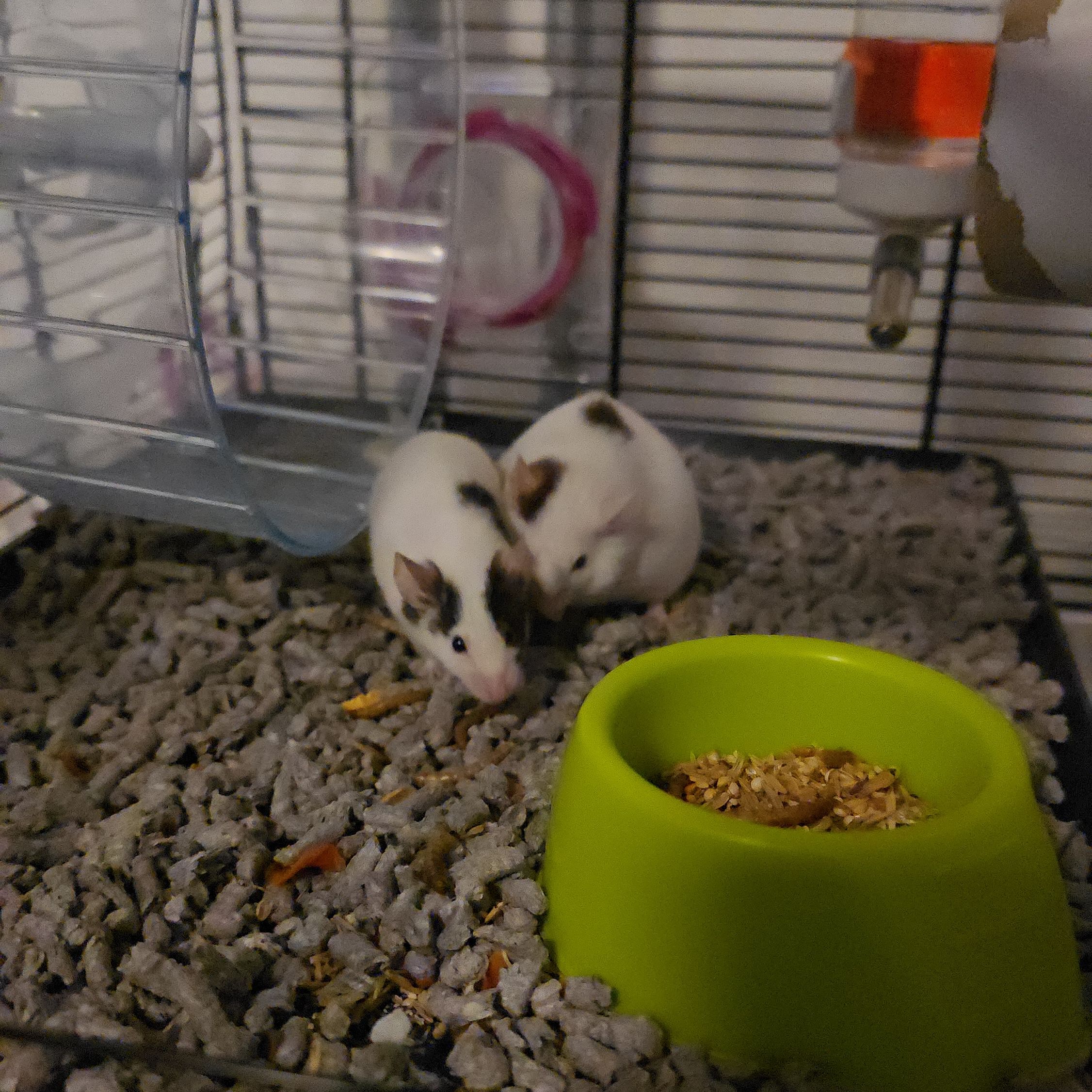 Darwin & Zelda