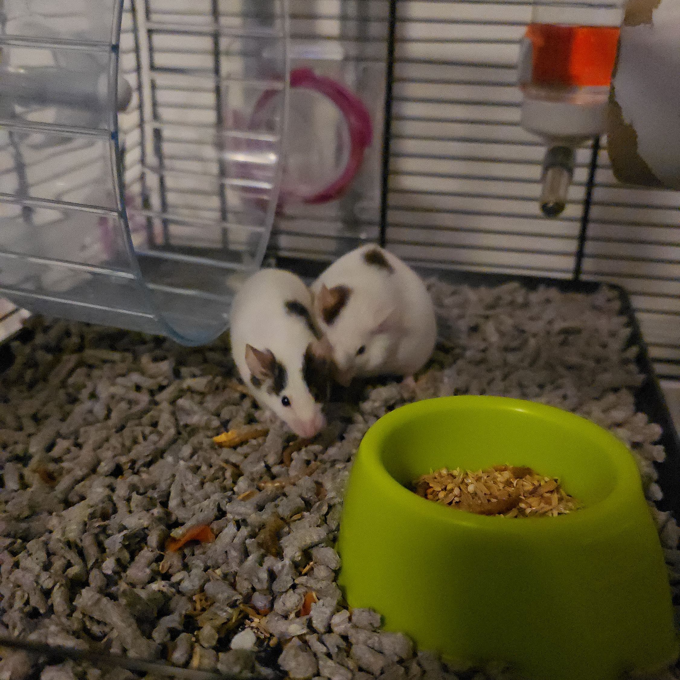 Darwin & Zelda