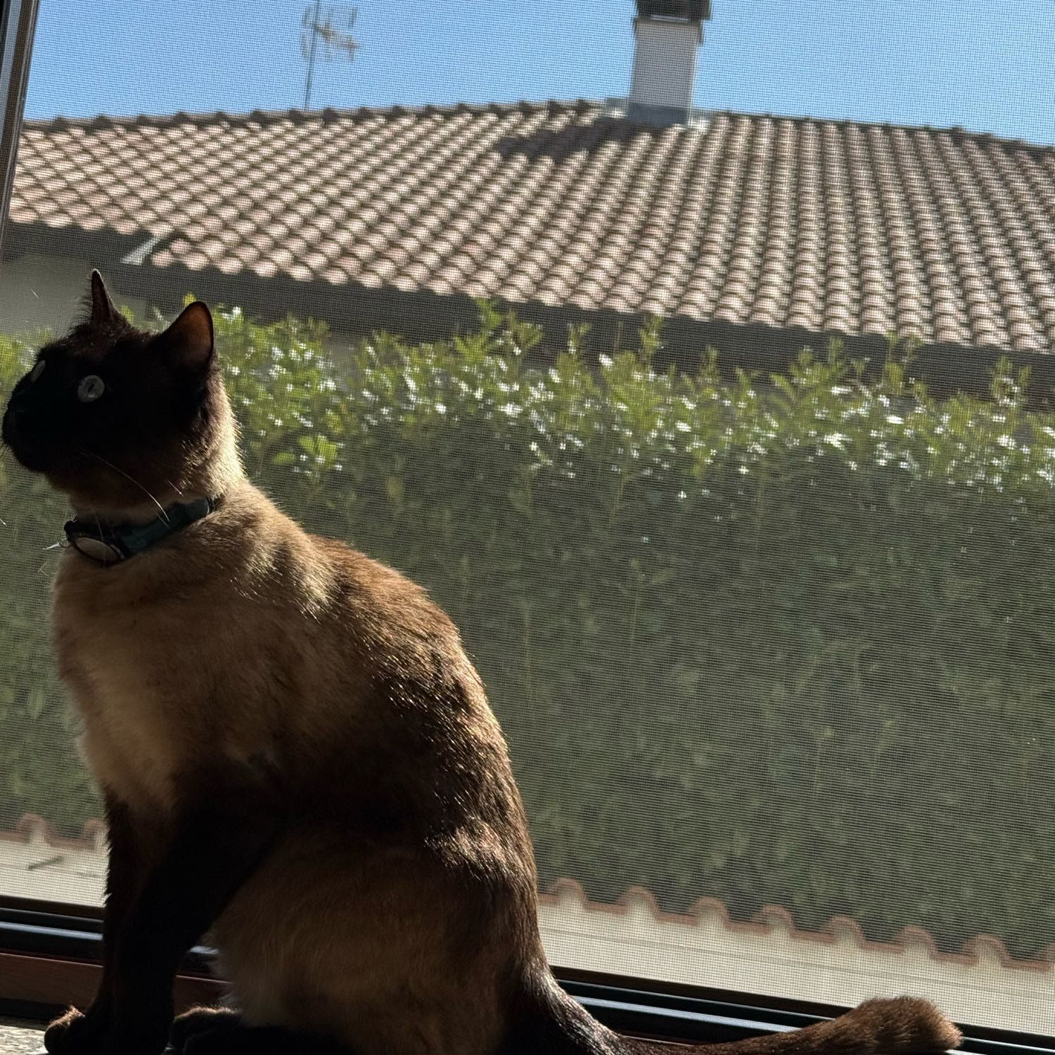 coco