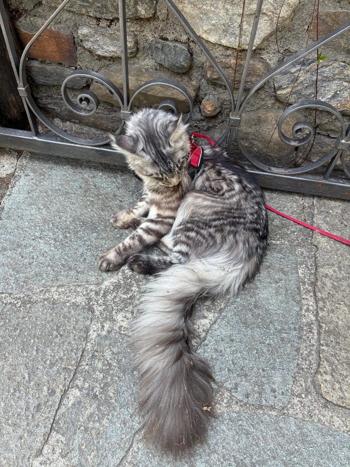 image-6