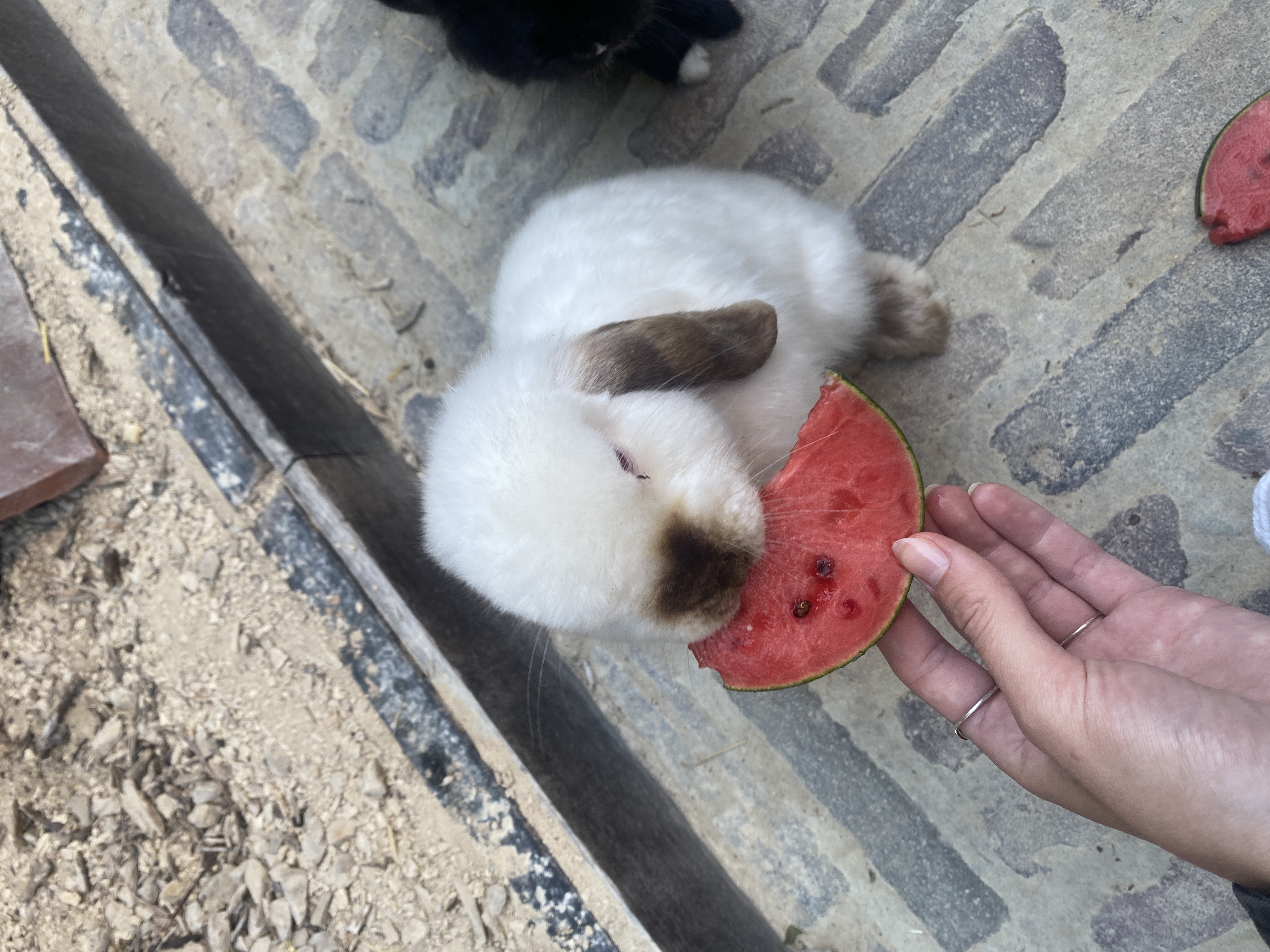 image-11