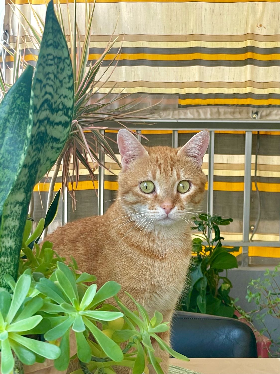 image-10