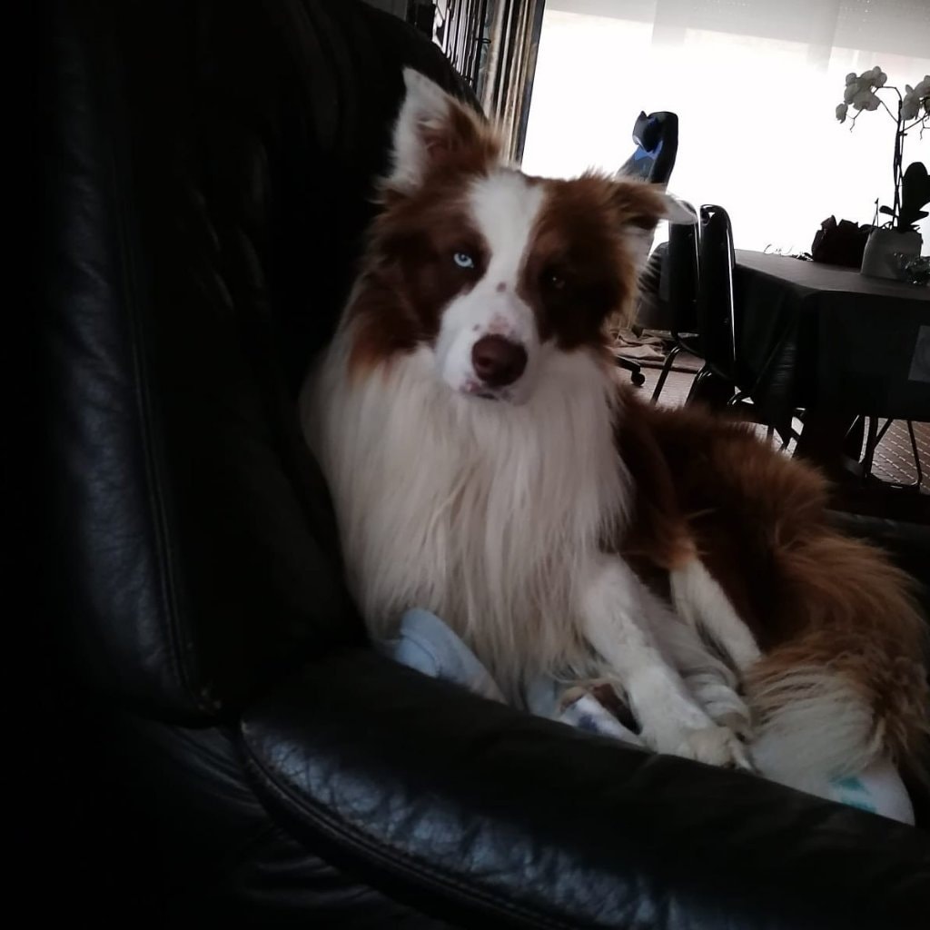 Toby