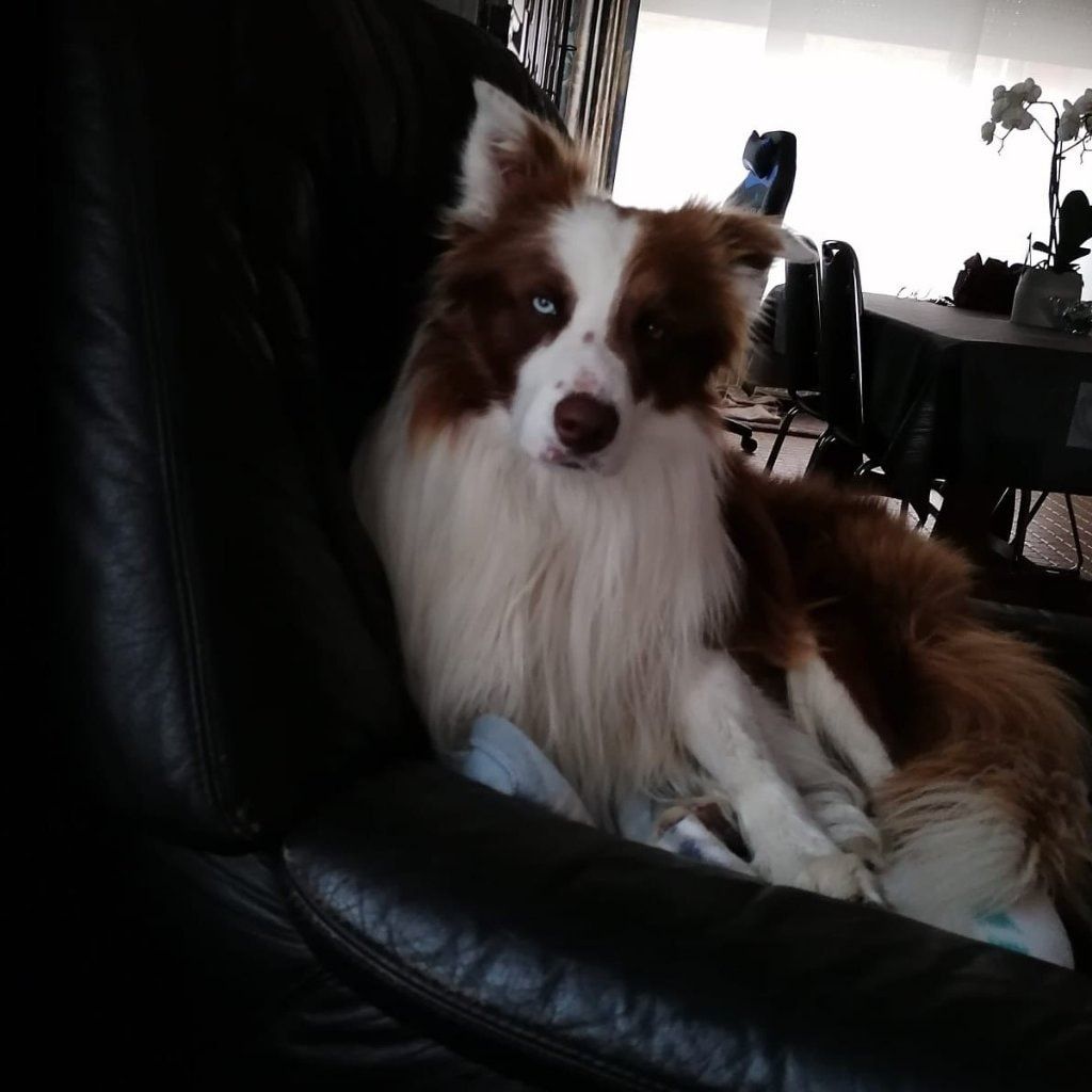 Toby