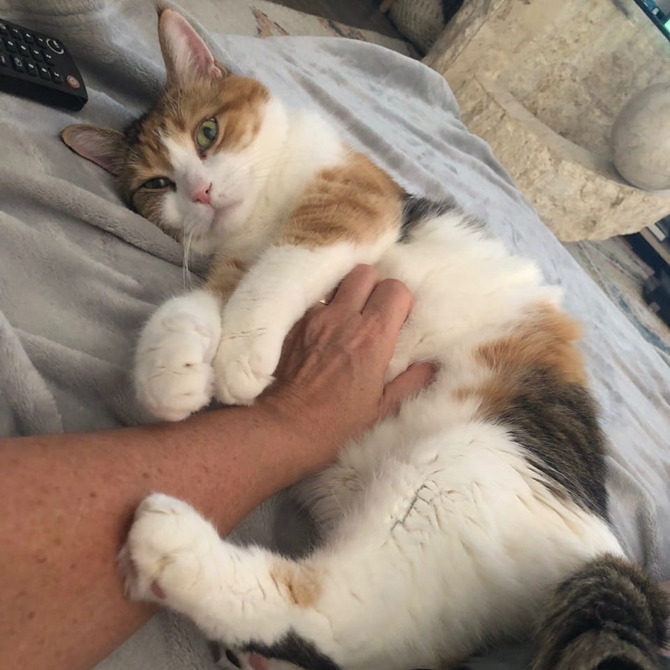 Biquette