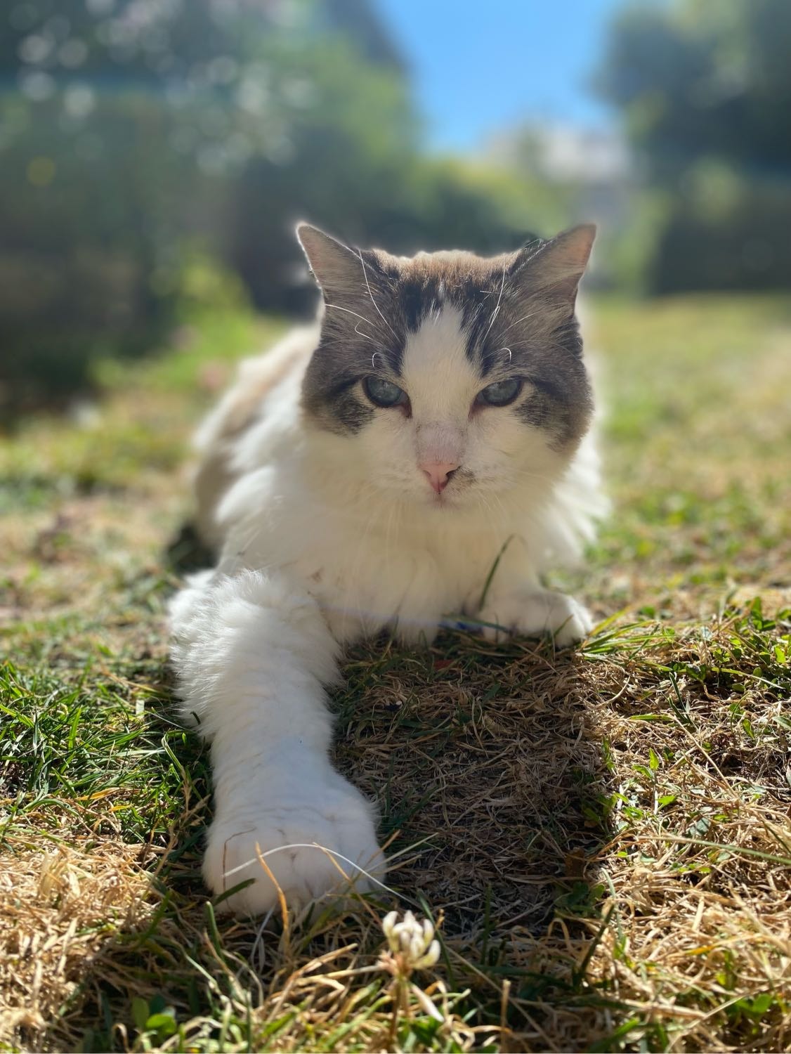 image-8
