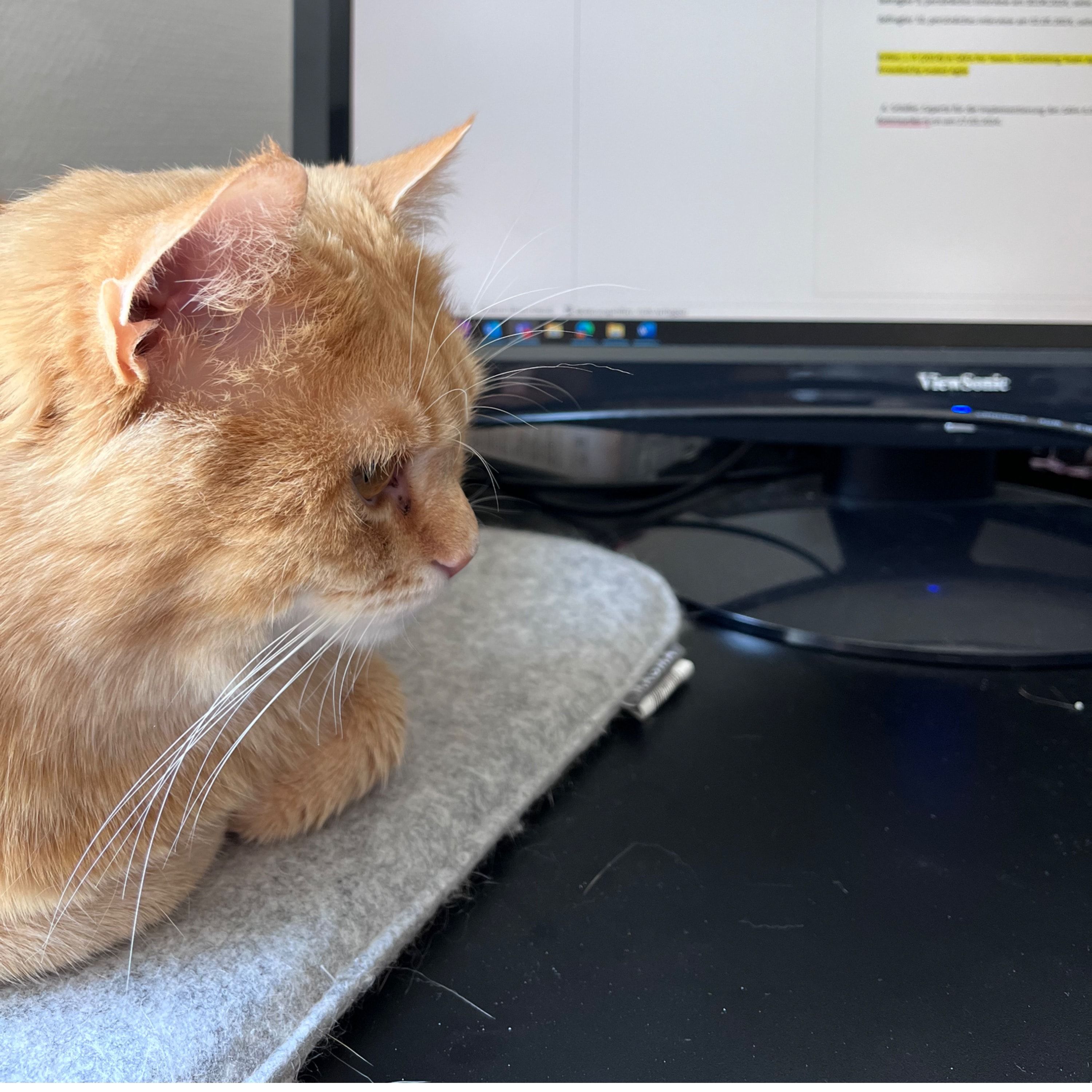 Garfield