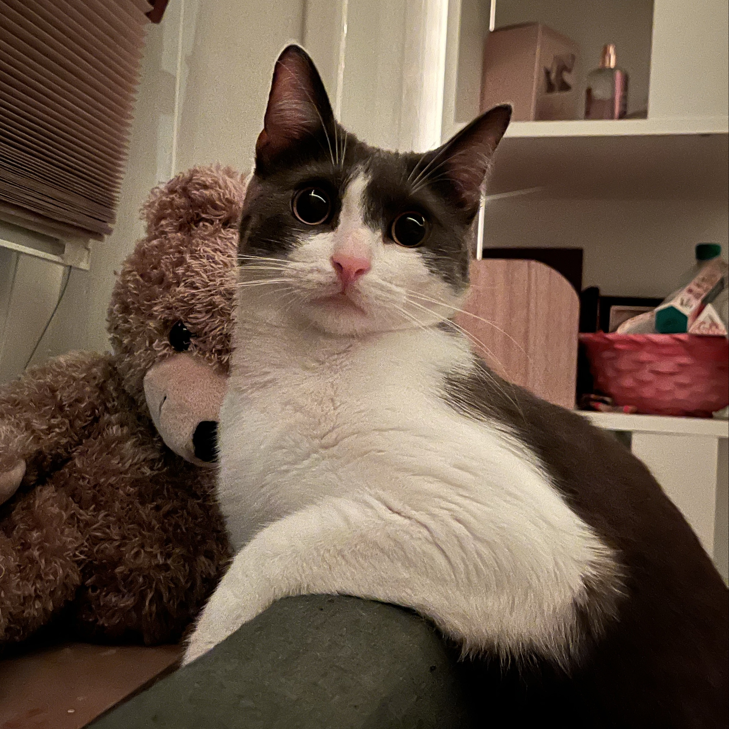 Milo