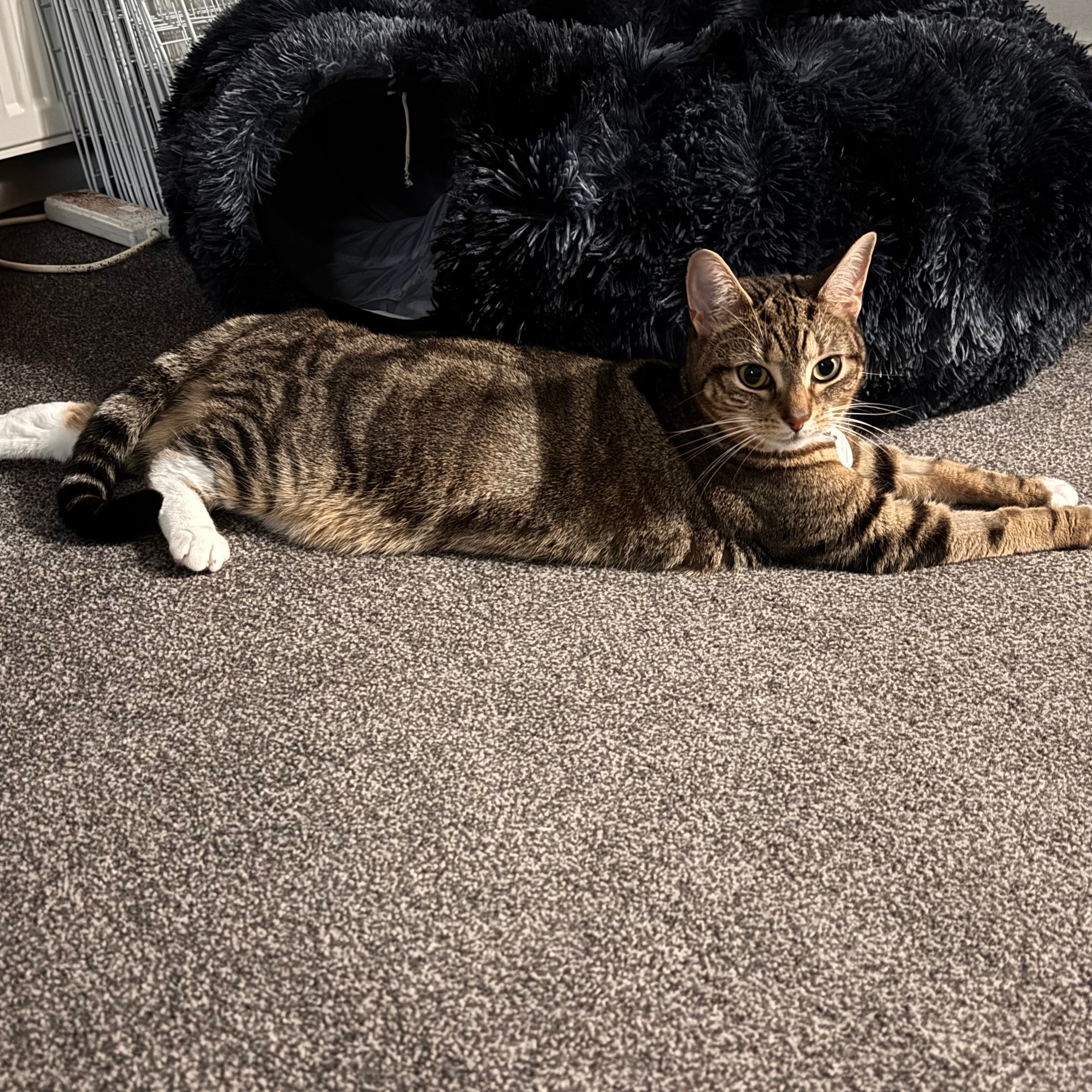 Sheba