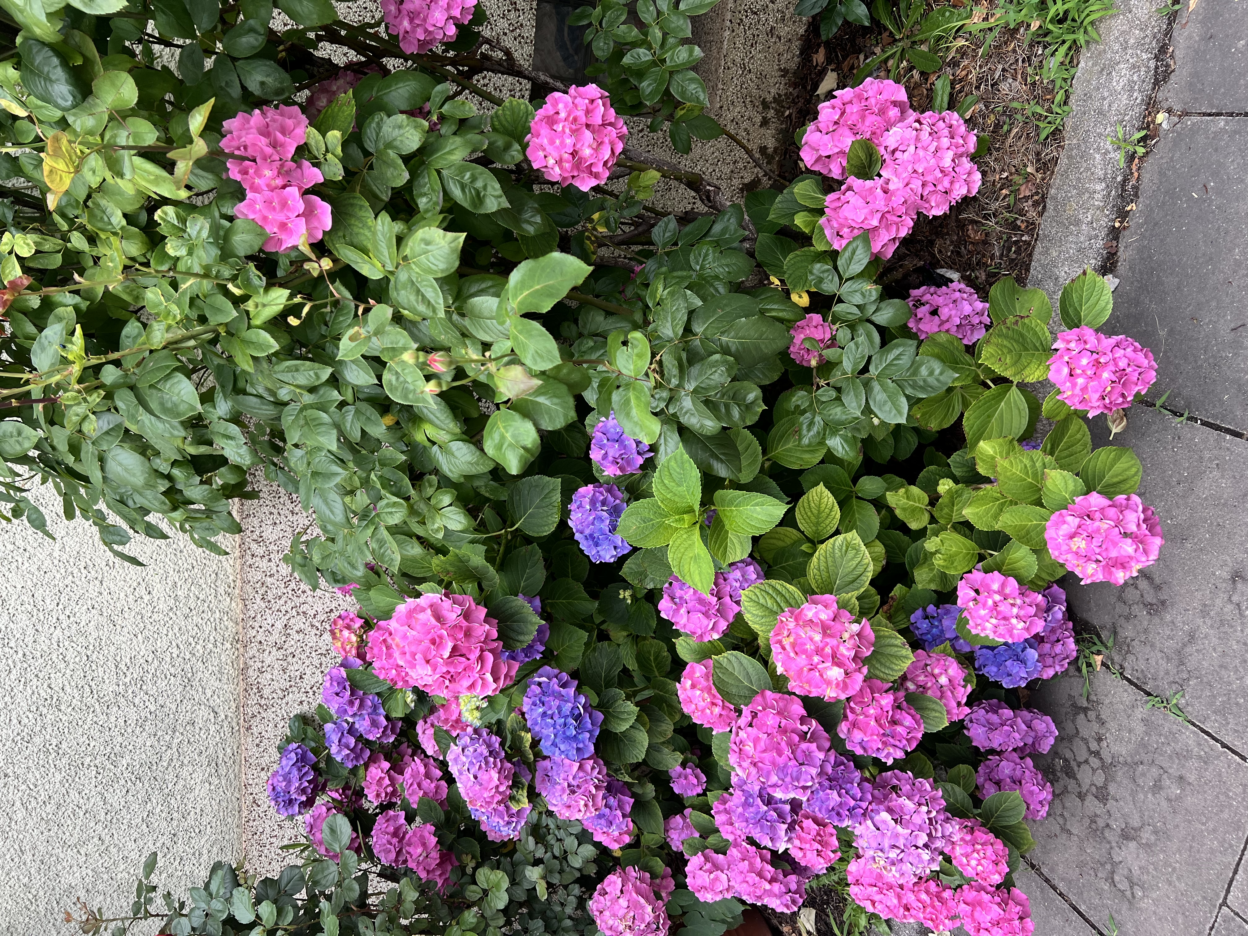 image-22