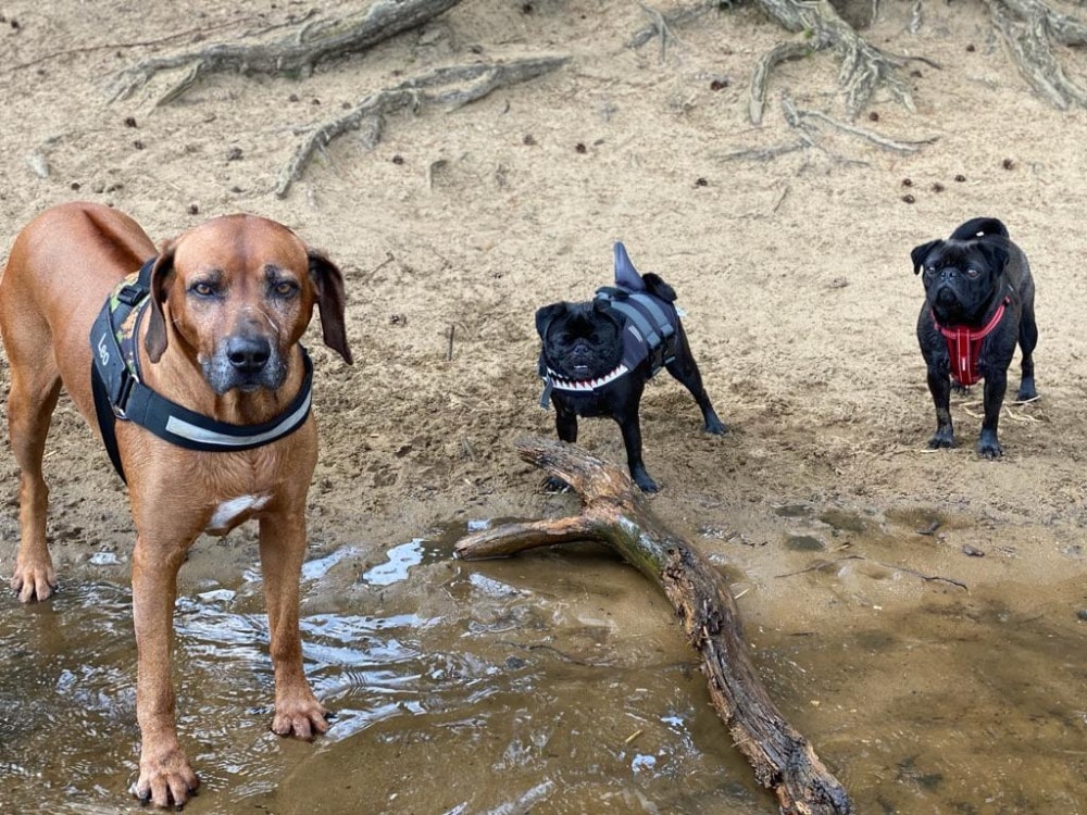 Guildford Good Walks Near Me For Dogs Mika Pet Sitter In Guildford