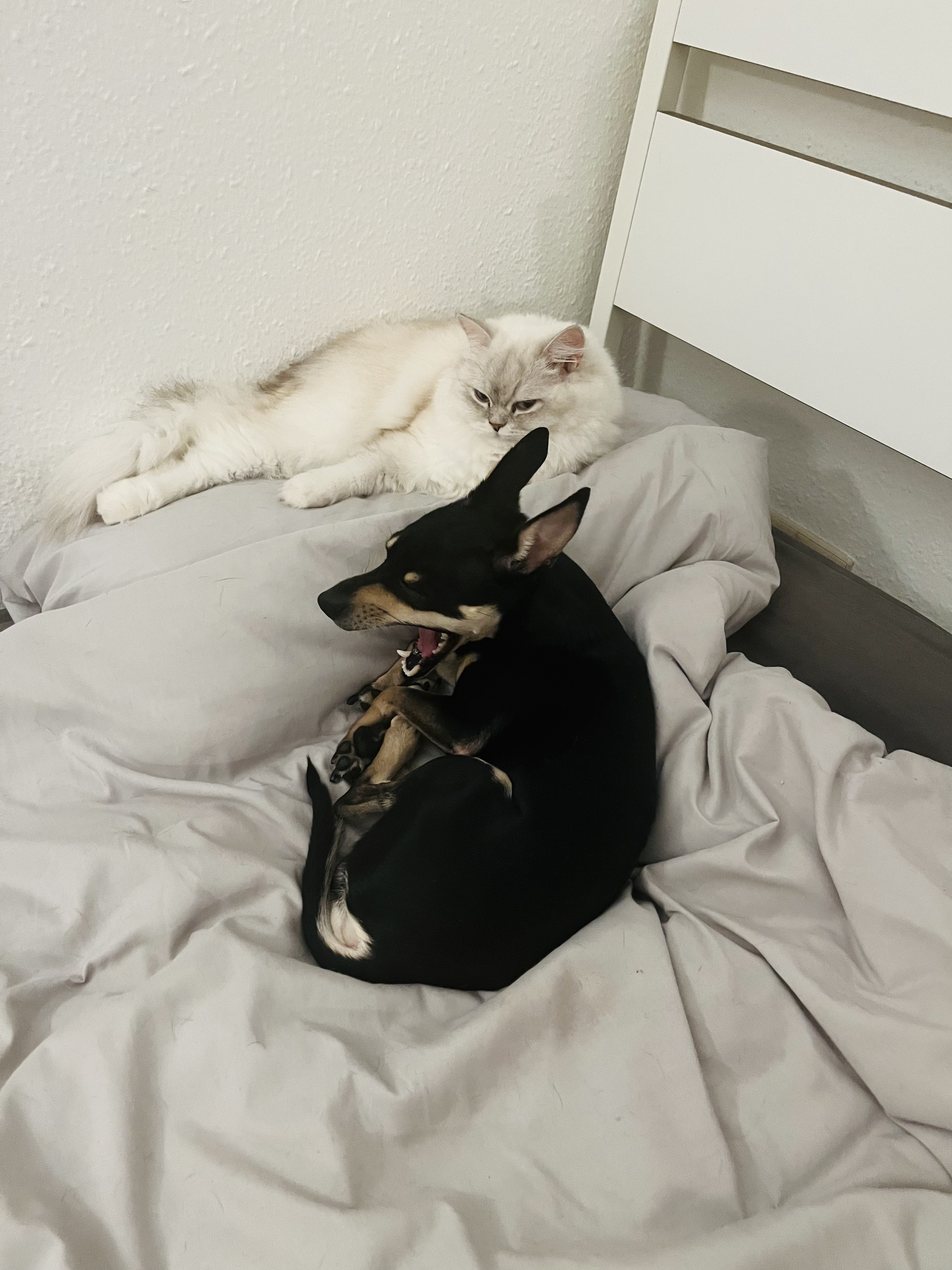 image-12