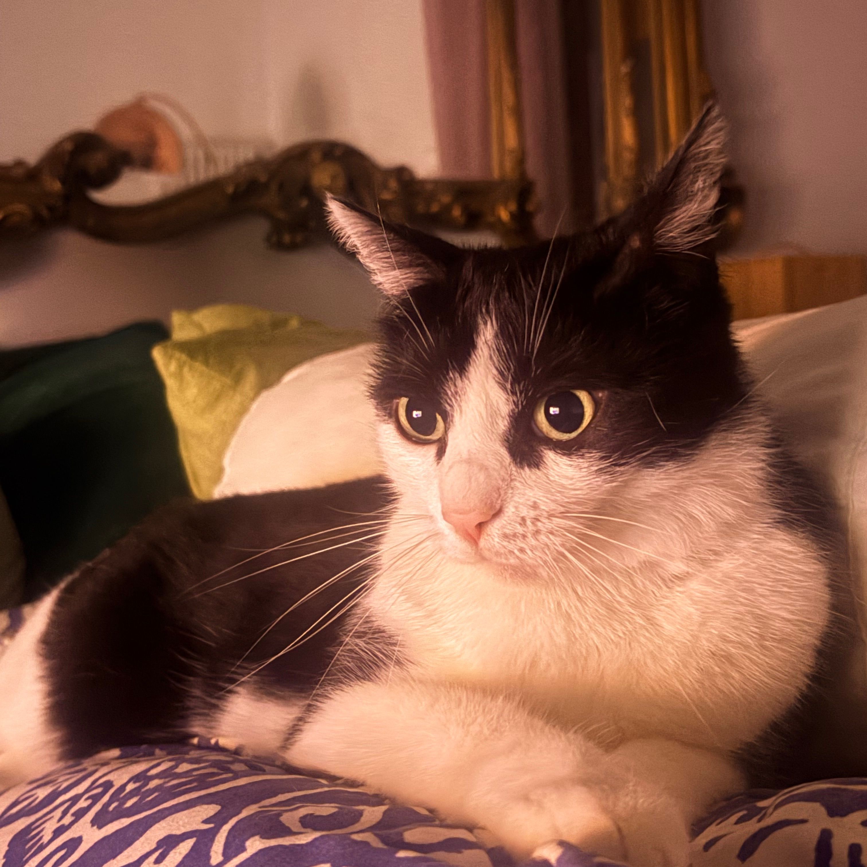 Paolina
