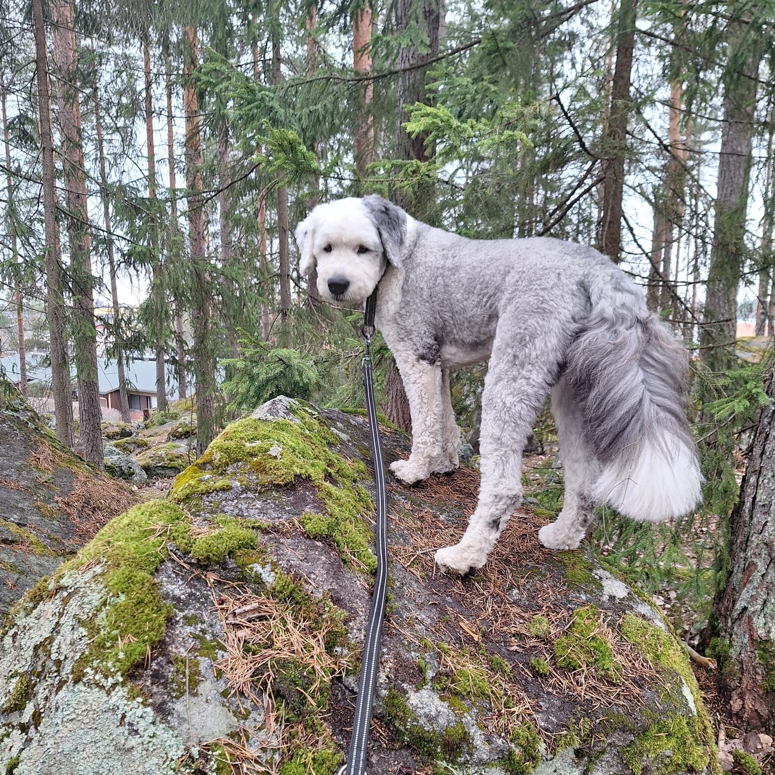 Satu