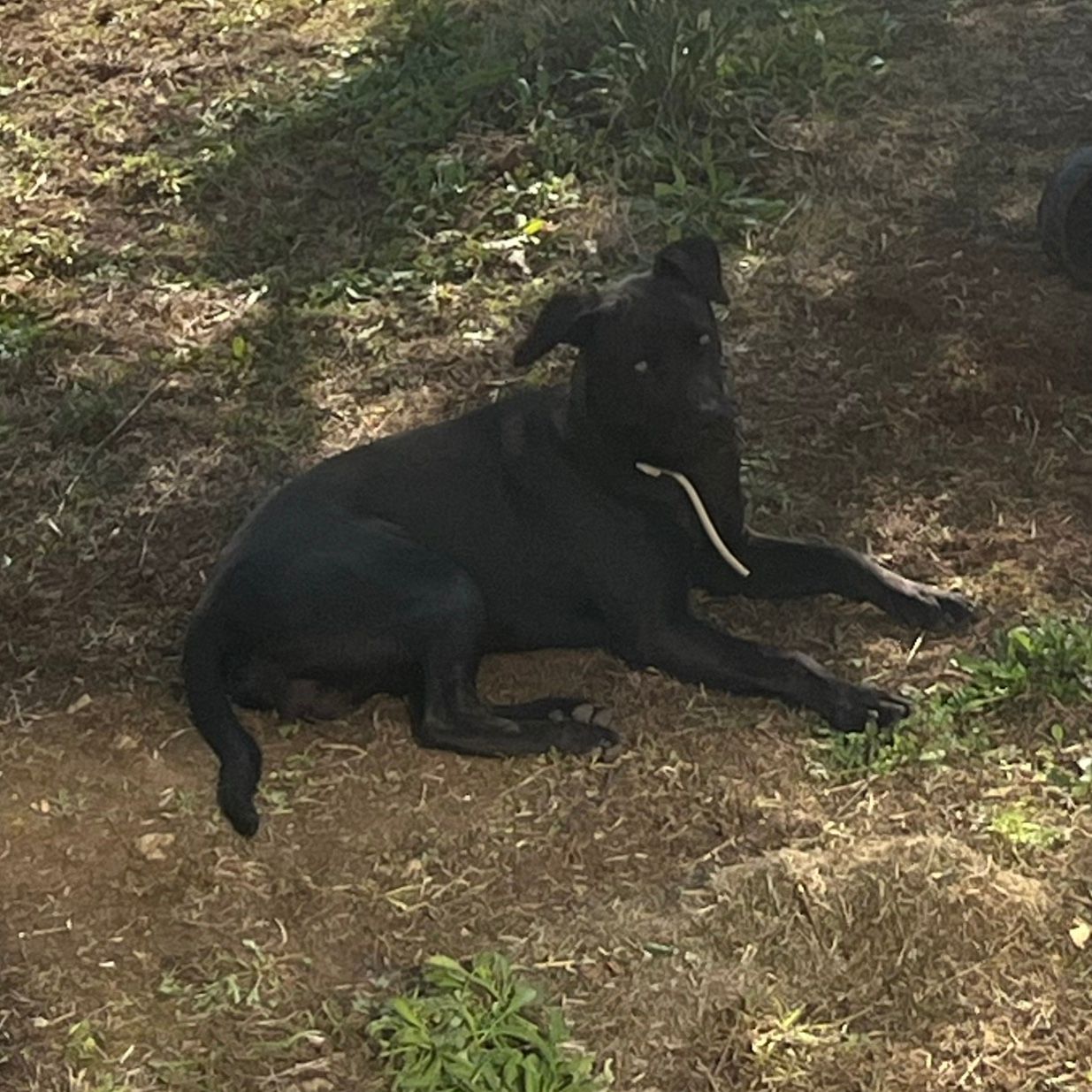 Sasha, Unico , Marley, Spedy, Fiocco, Angela, Adolfo