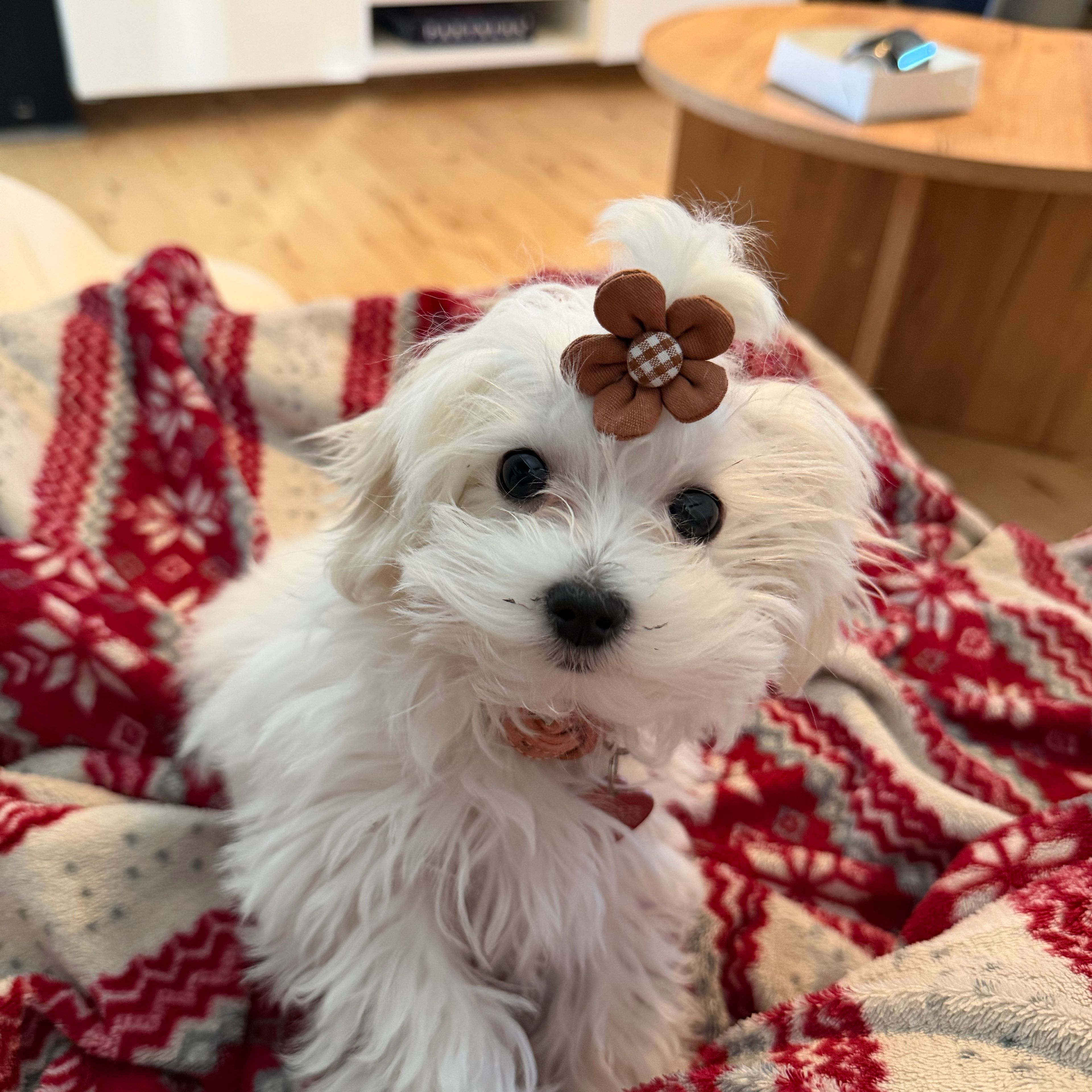 Mollie