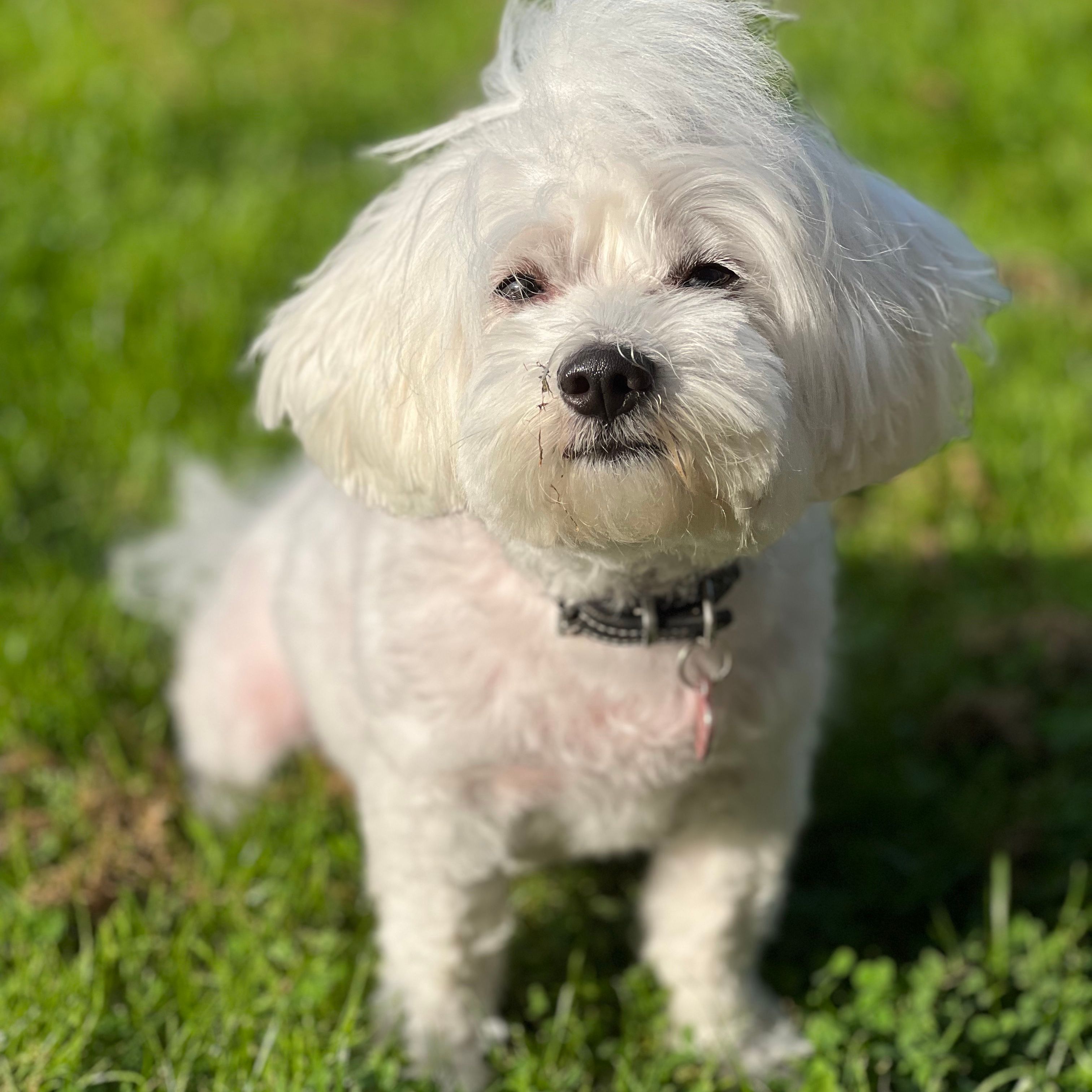 Mille