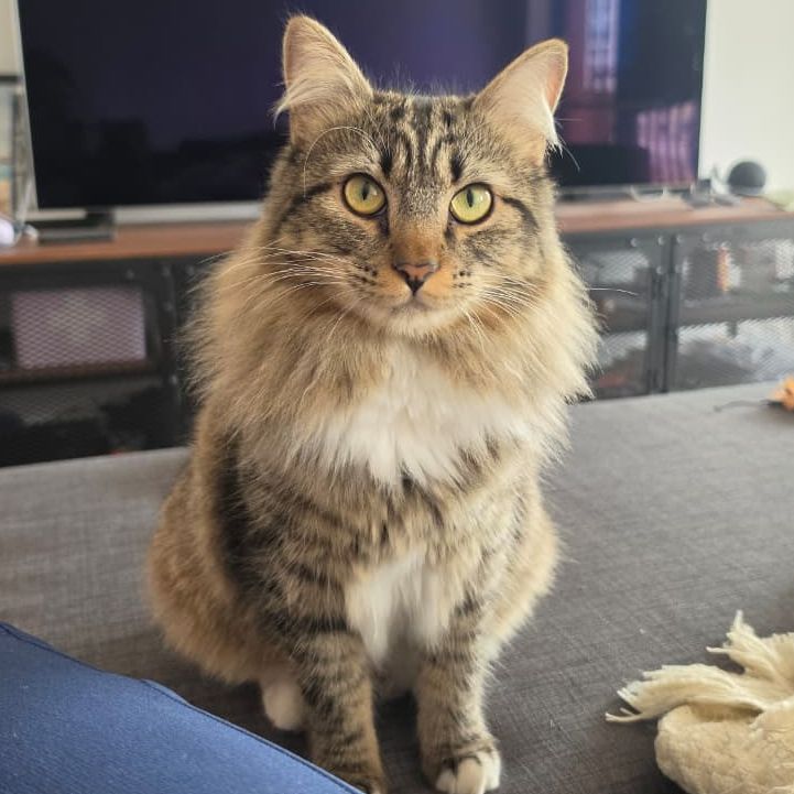 Clovis