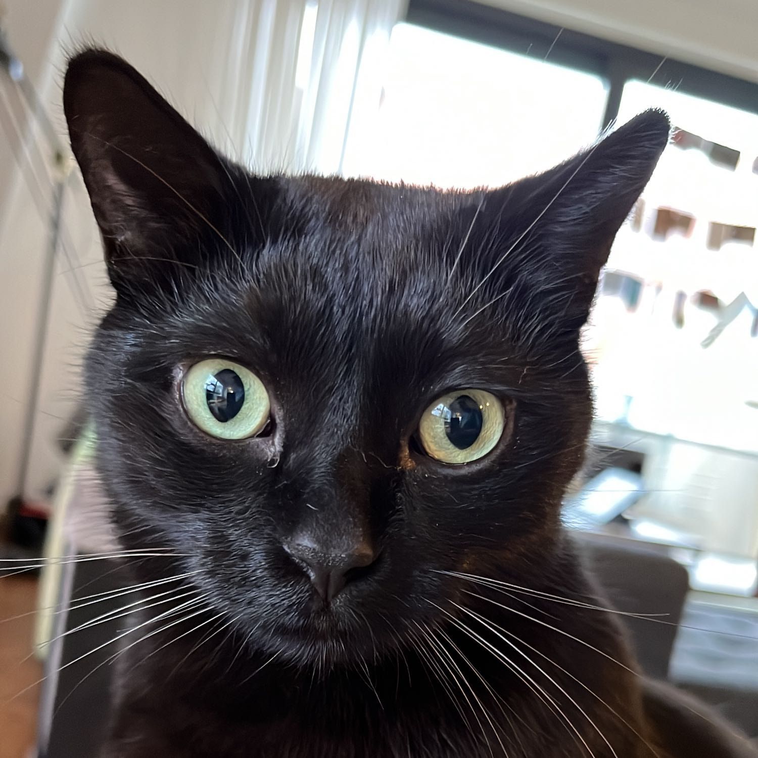Loki