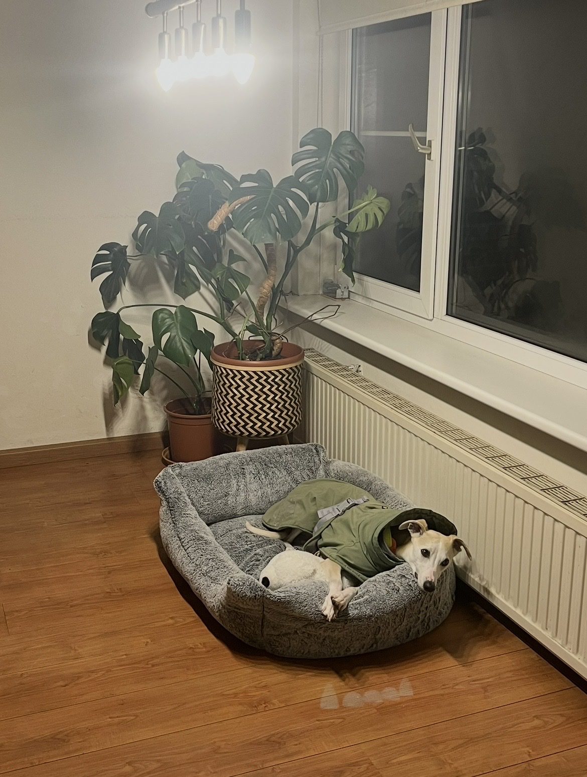 image-24