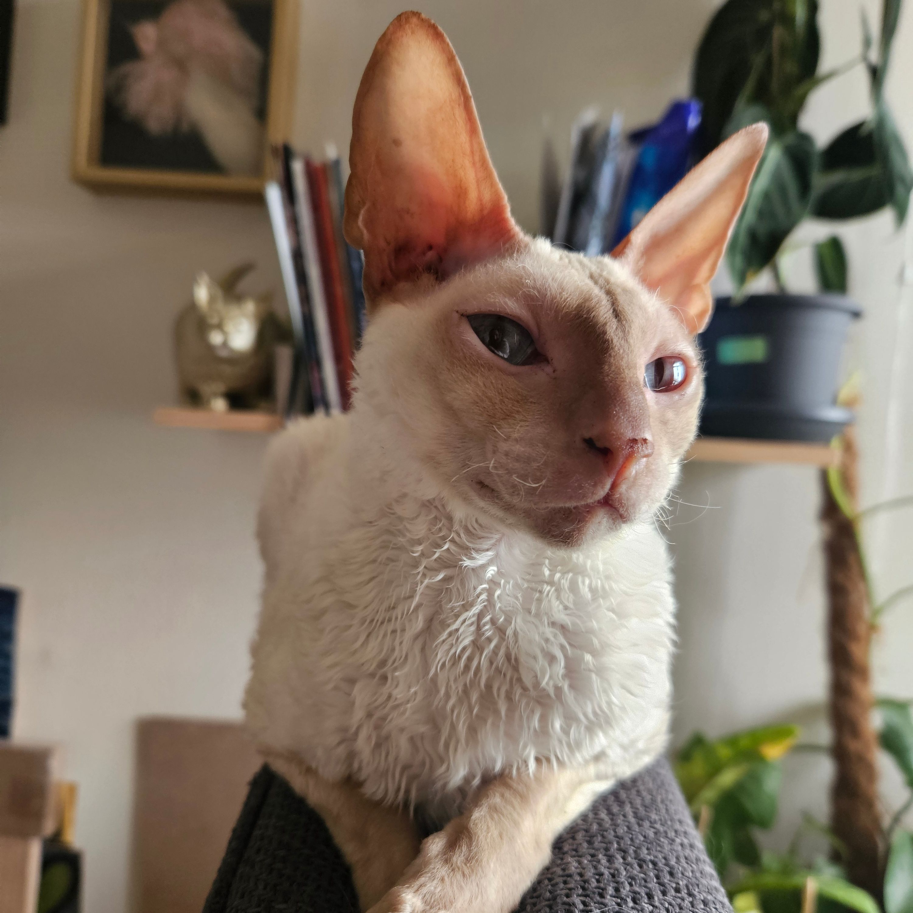 Noxie