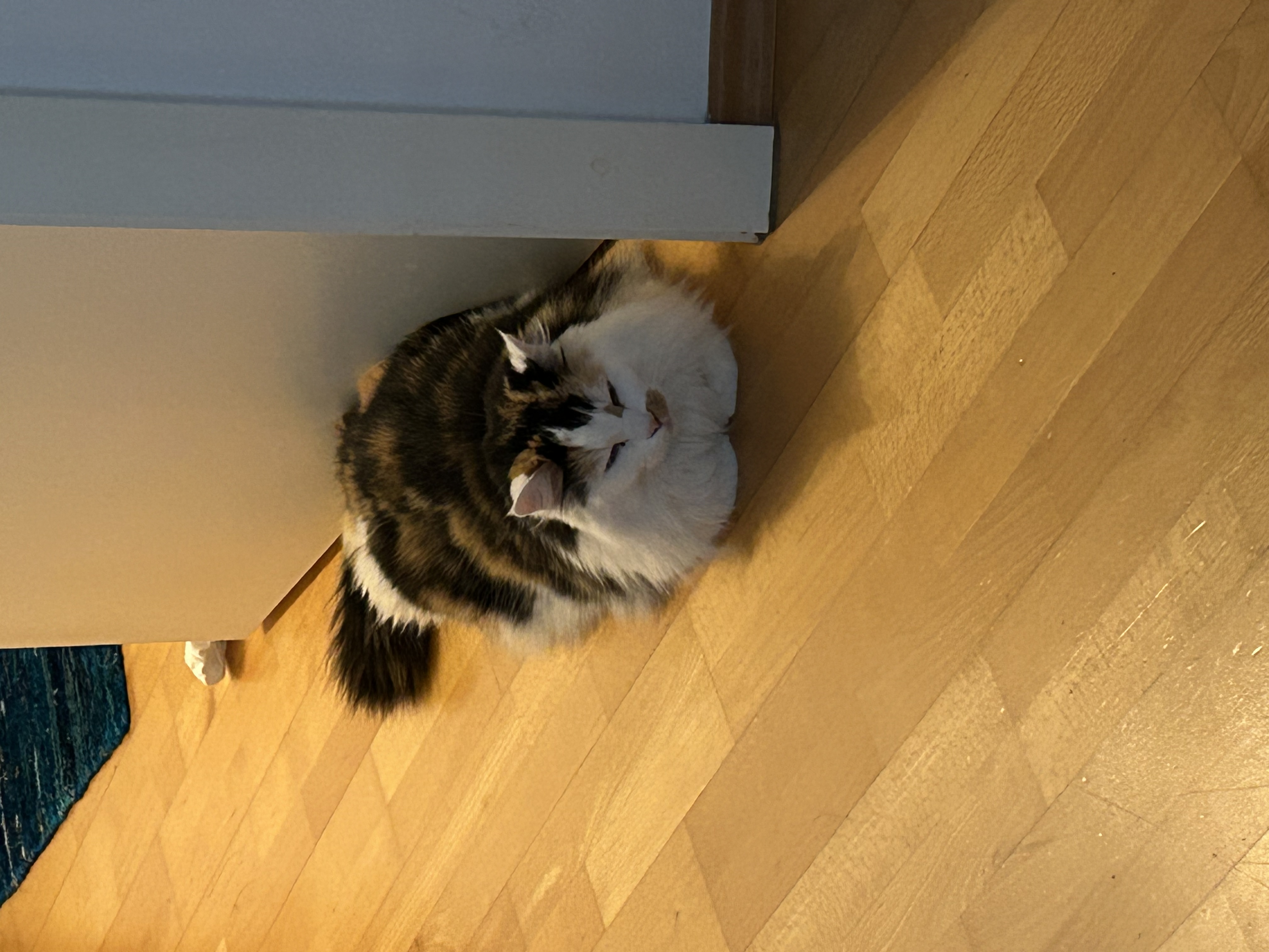 image-11